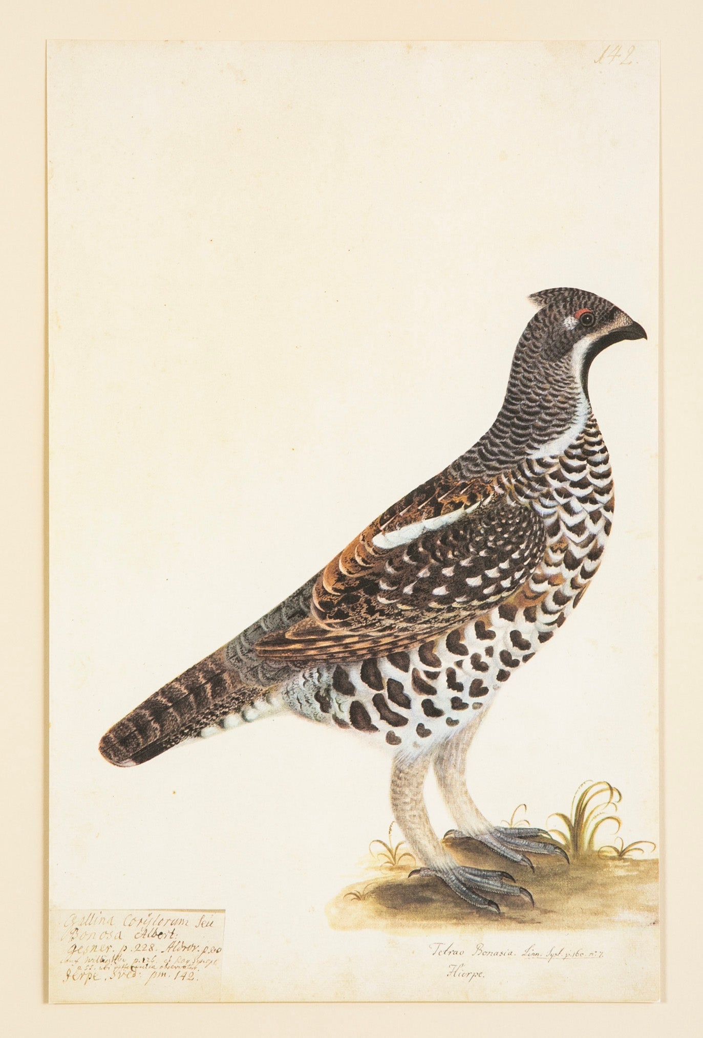 Offset Lithograph from "The Great Bird Book" by Olof Rudbeck The Younger