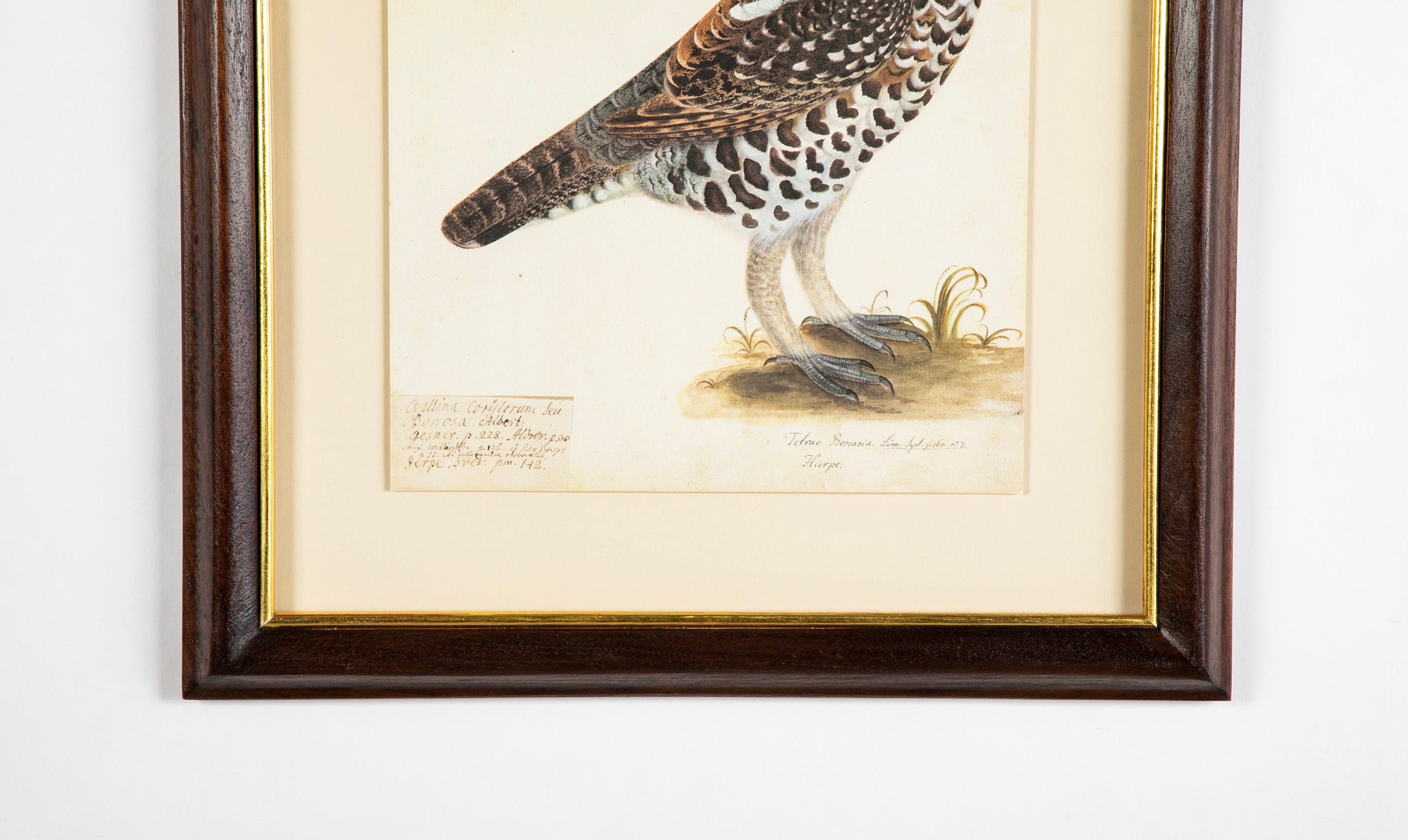 Offset Lithograph from "The Great Bird Book" by Olof Rudbeck The Younger