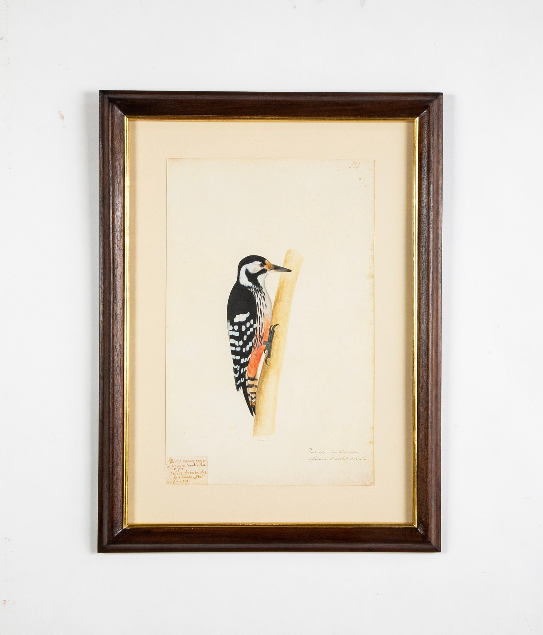 Offset Lithograph from "The Great Bird Book" by Olof Rudbeck The Younger