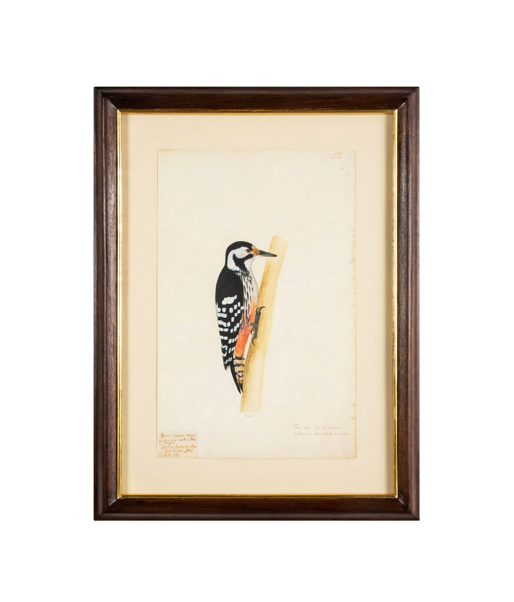 Offset Lithograph from "The Great Bird Book" by Olof Rudbeck The Younger
