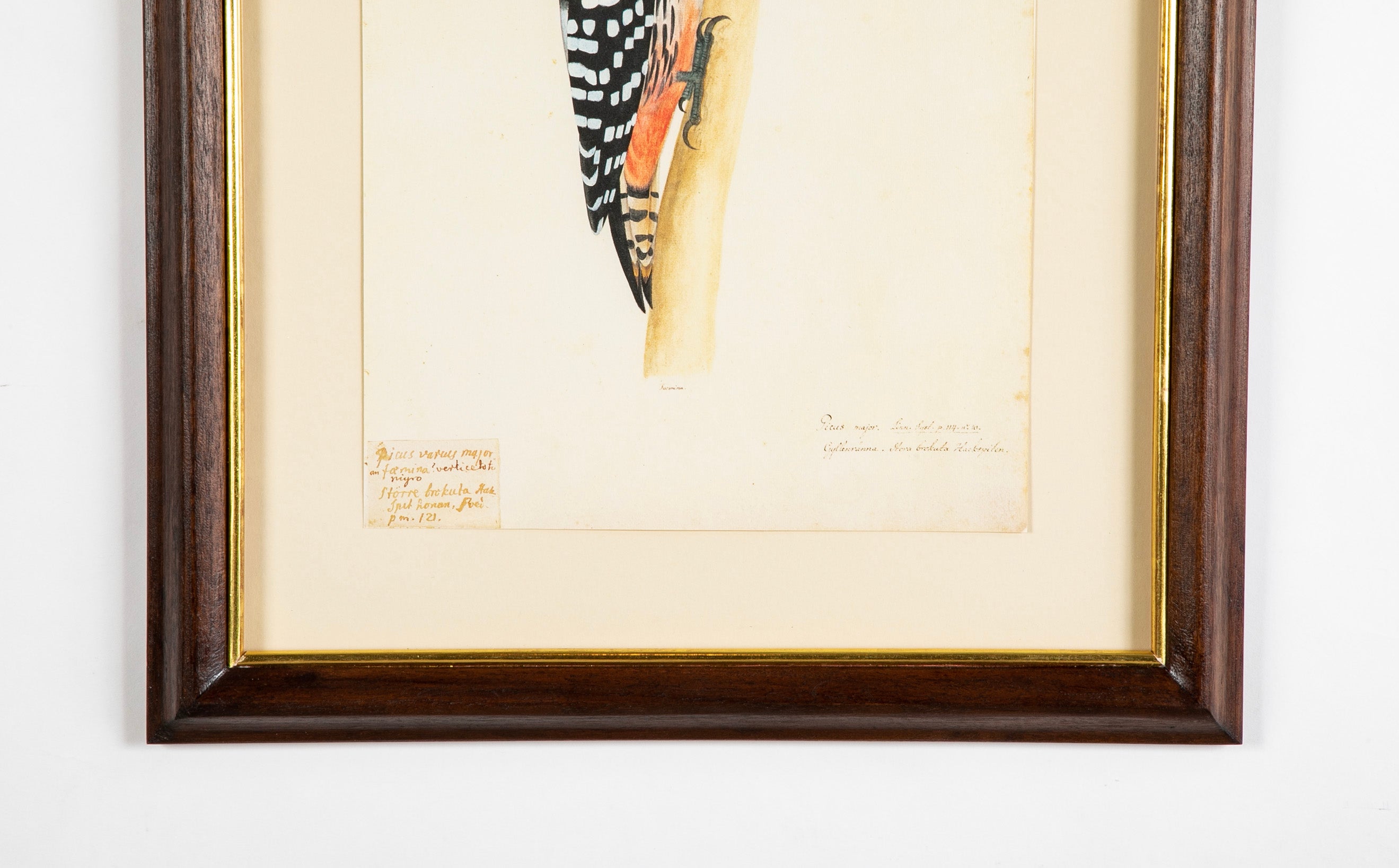 Offset Lithograph from "The Great Bird Book" by Olof Rudbeck The Younger