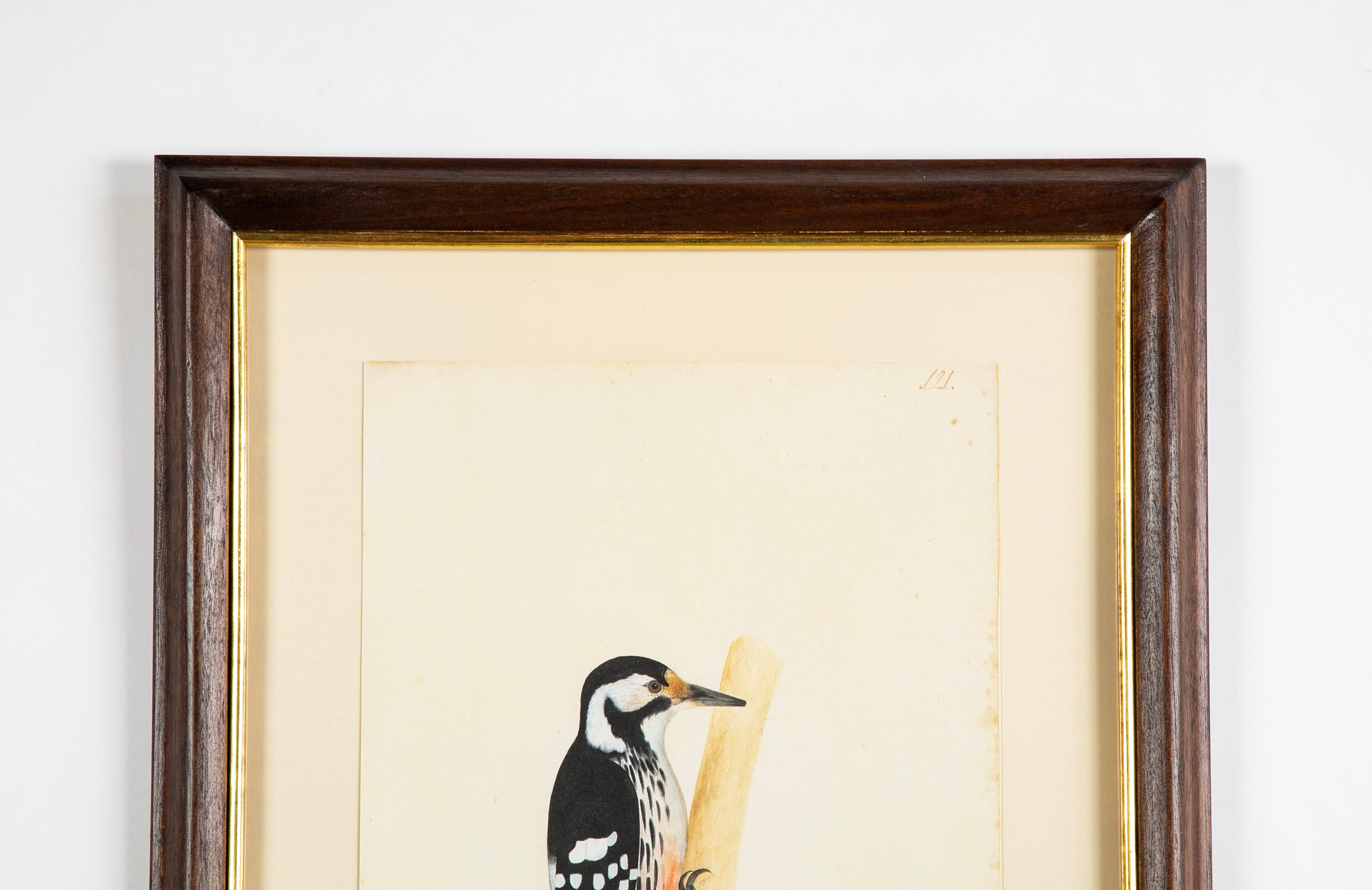 Offset Lithograph from "The Great Bird Book" by Olof Rudbeck The Younger