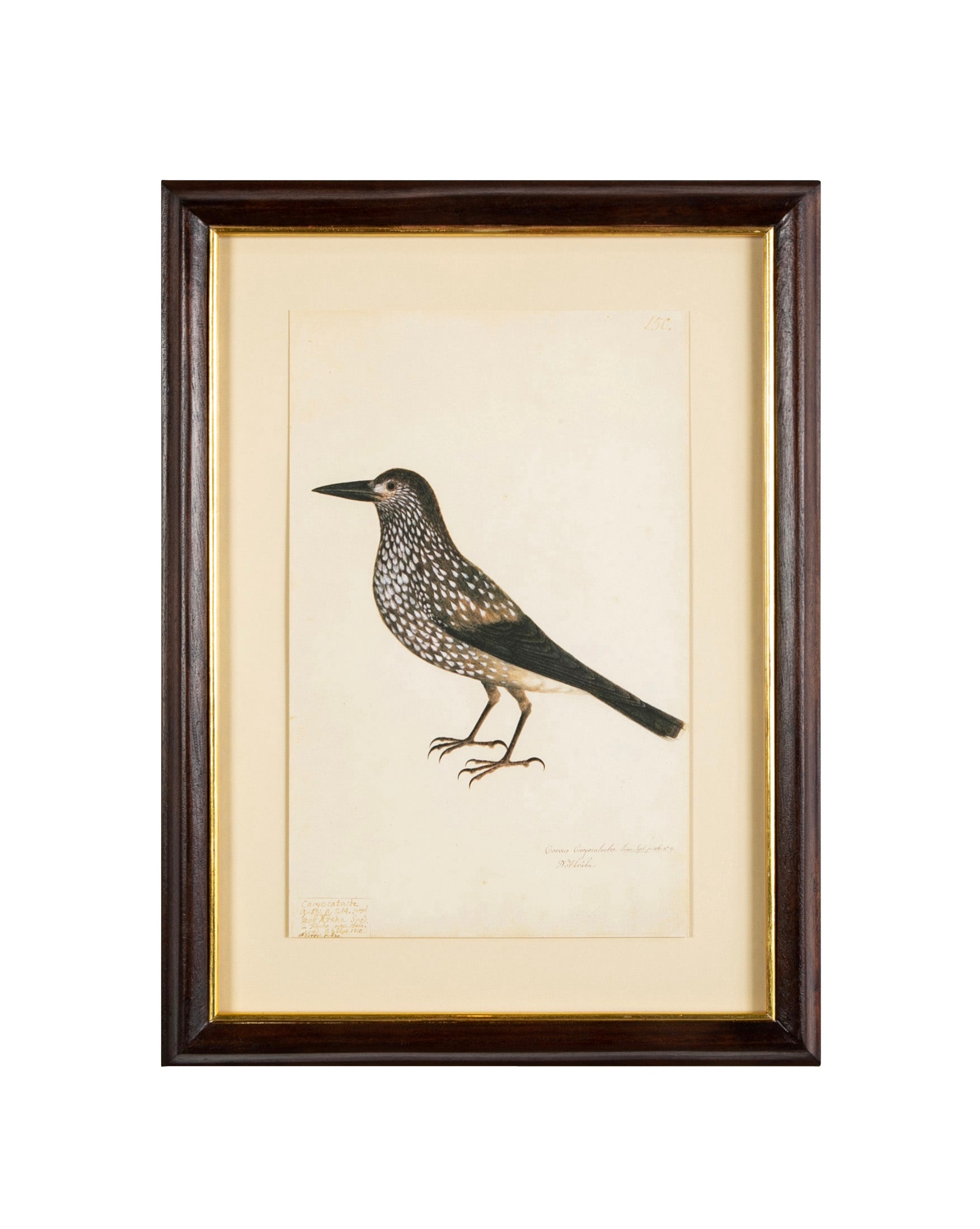 Offset Lithograph from "The Great Bird Book" by Olof Rudbeck The Younger