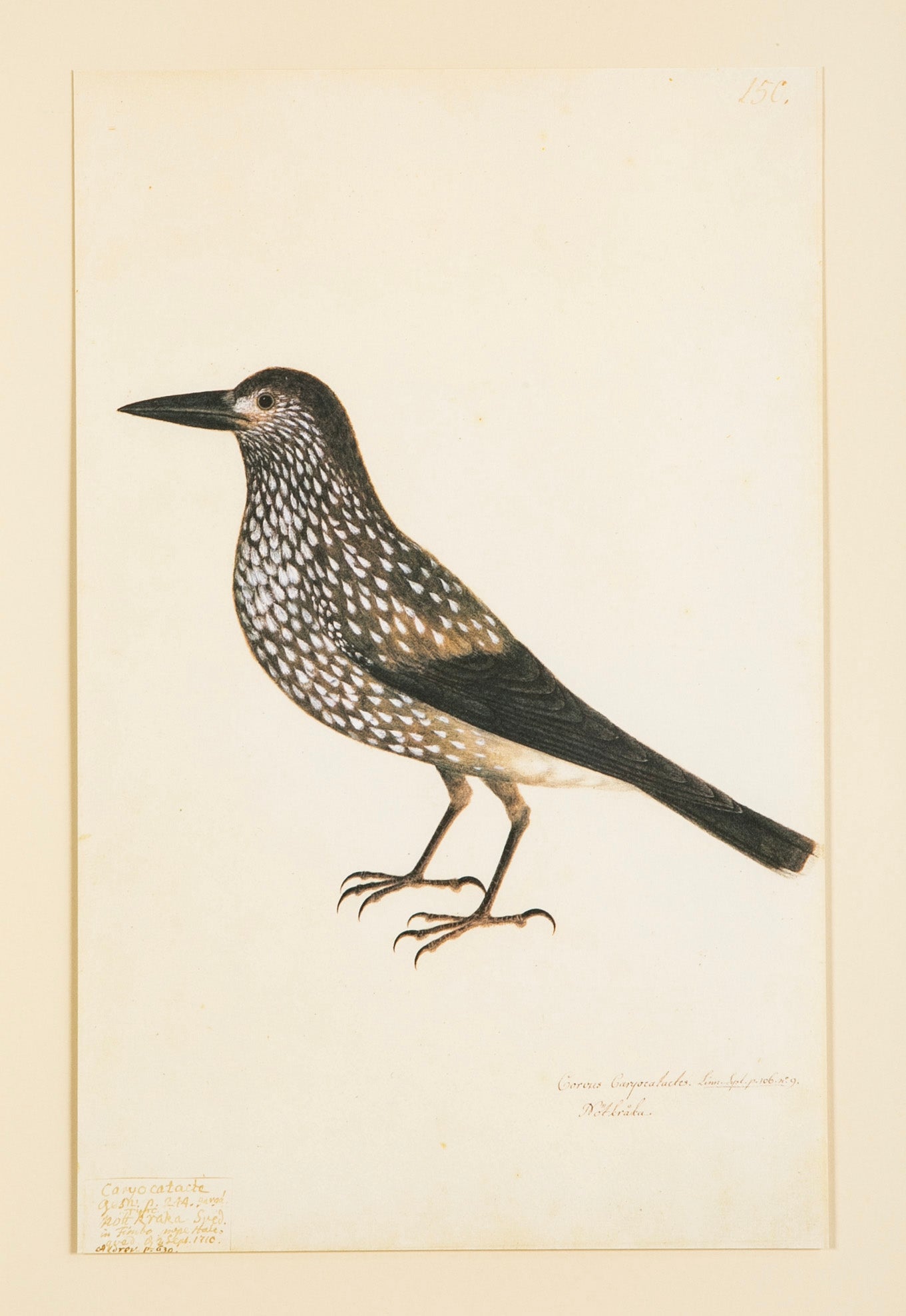 Offset Lithograph from "The Great Bird Book" by Olof Rudbeck The Younger