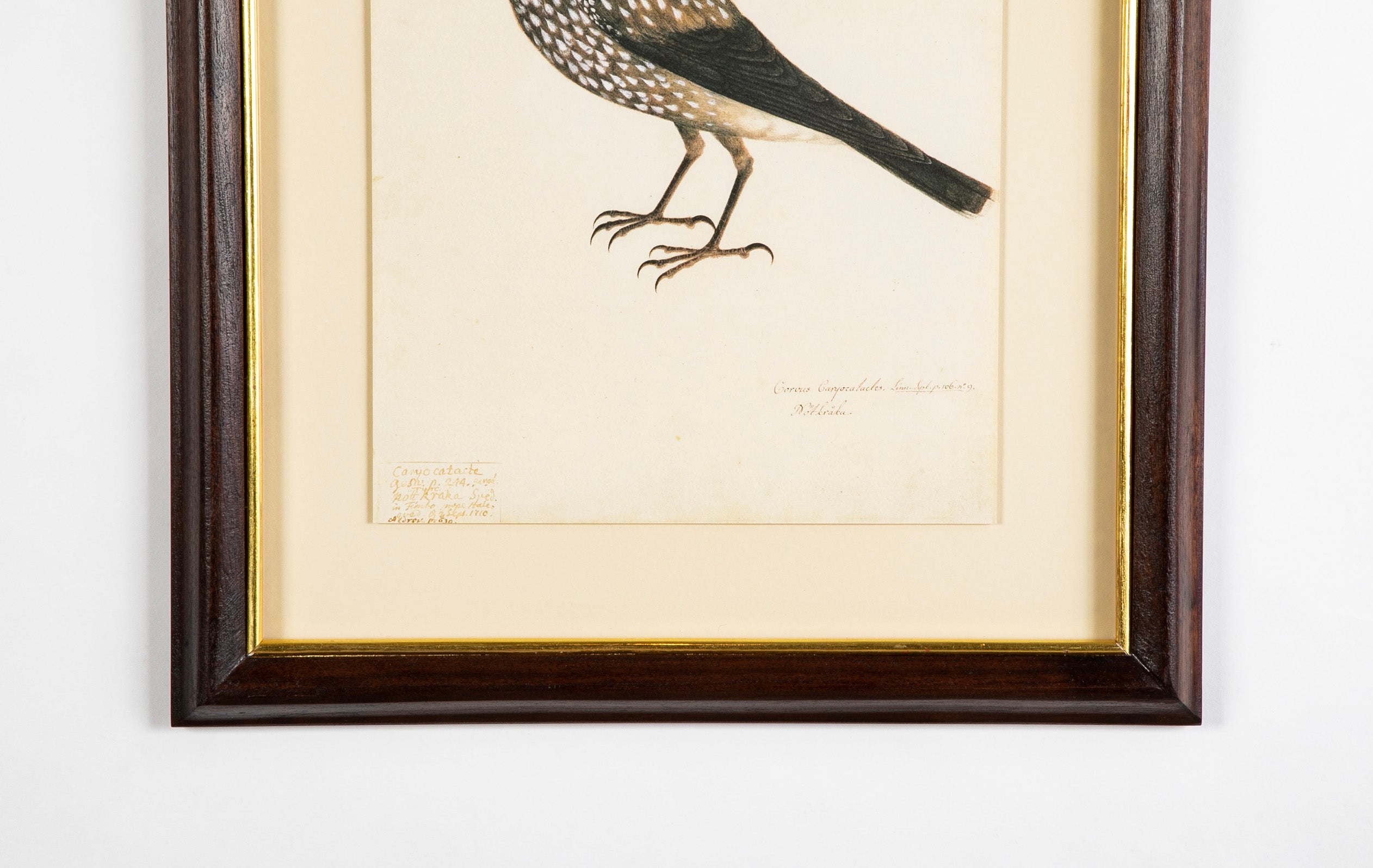 Offset Lithograph from "The Great Bird Book" by Olof Rudbeck The Younger