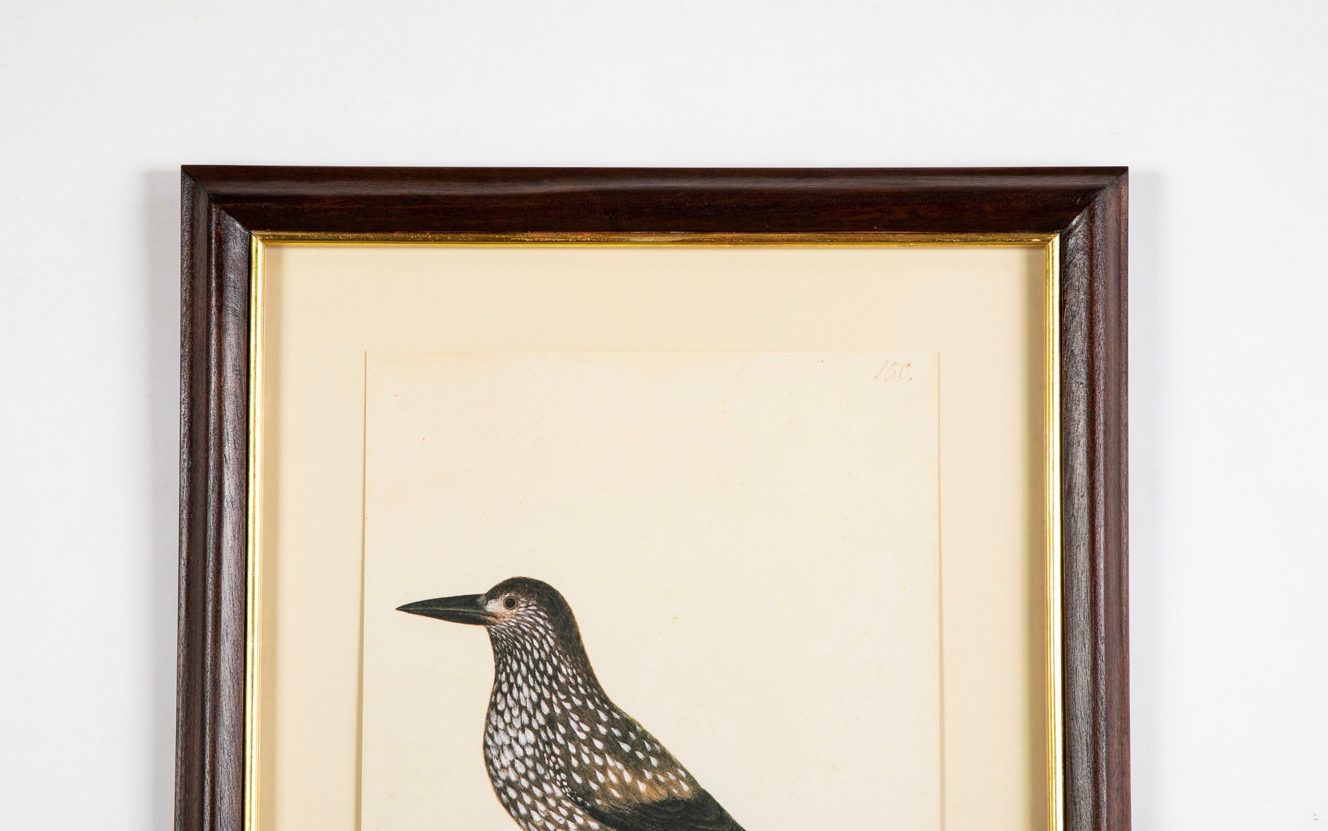 Offset Lithograph from "The Great Bird Book" by Olof Rudbeck The Younger