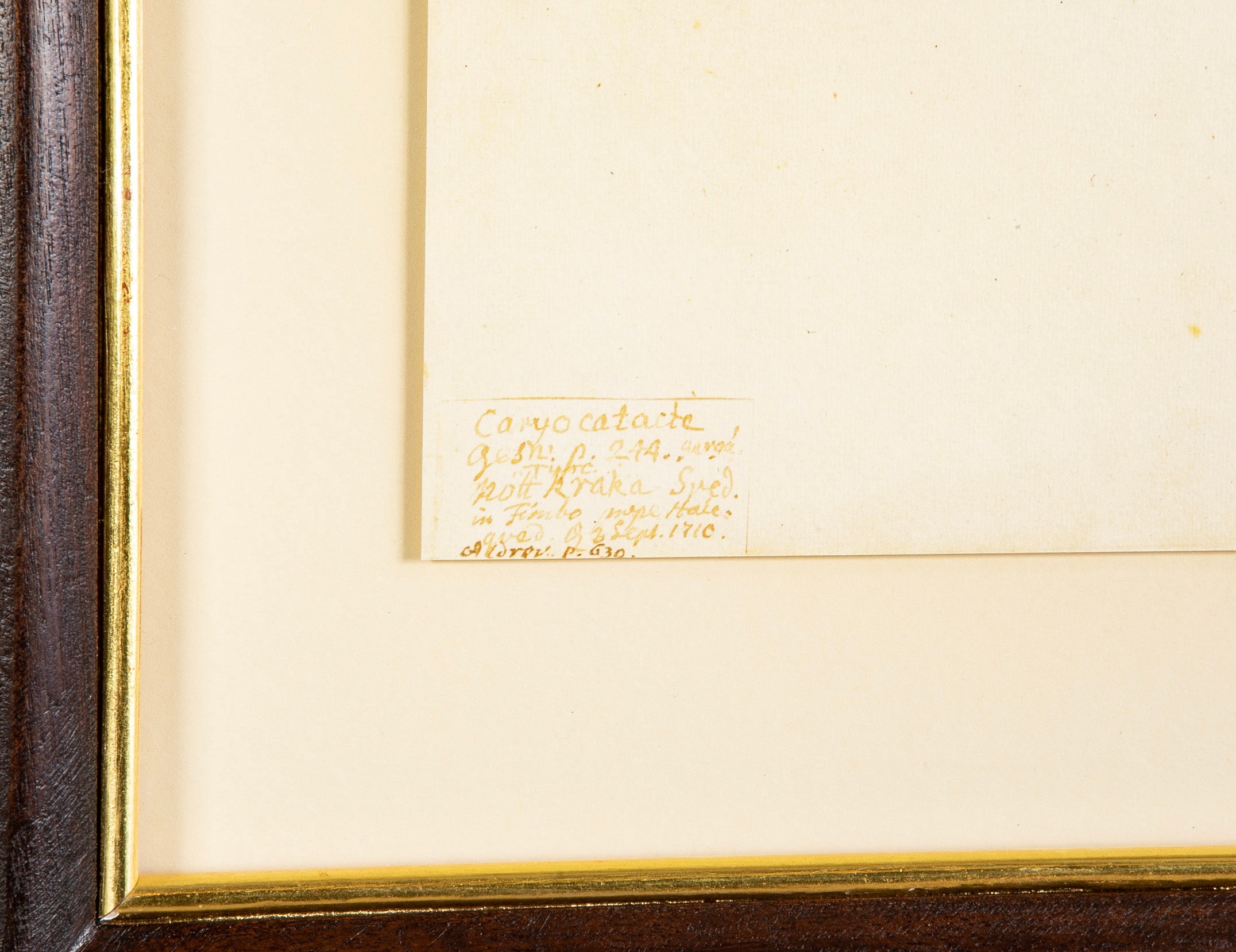 Offset Lithograph from "The Great Bird Book" by Olof Rudbeck The Younger