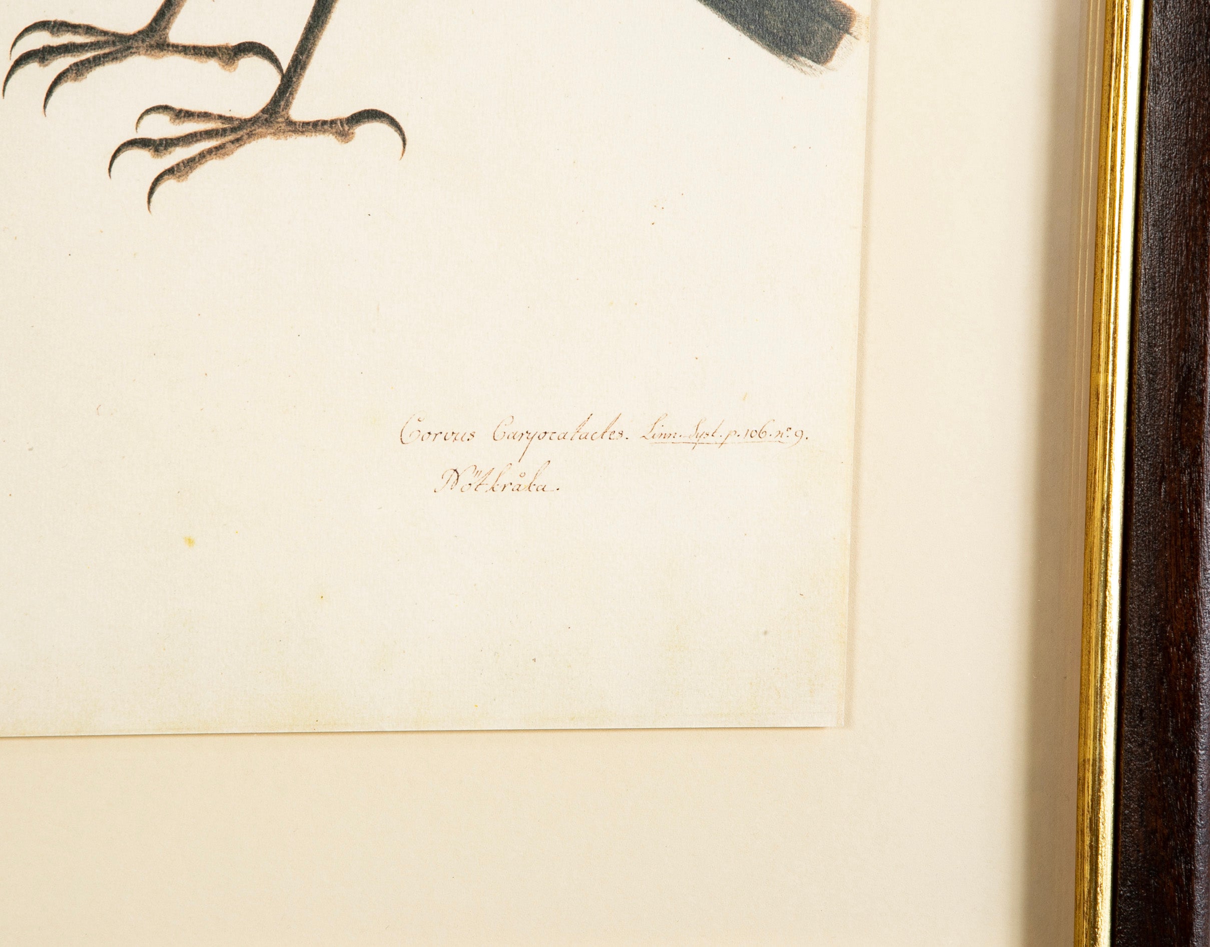 Offset Lithograph from "The Great Bird Book" by Olof Rudbeck The Younger