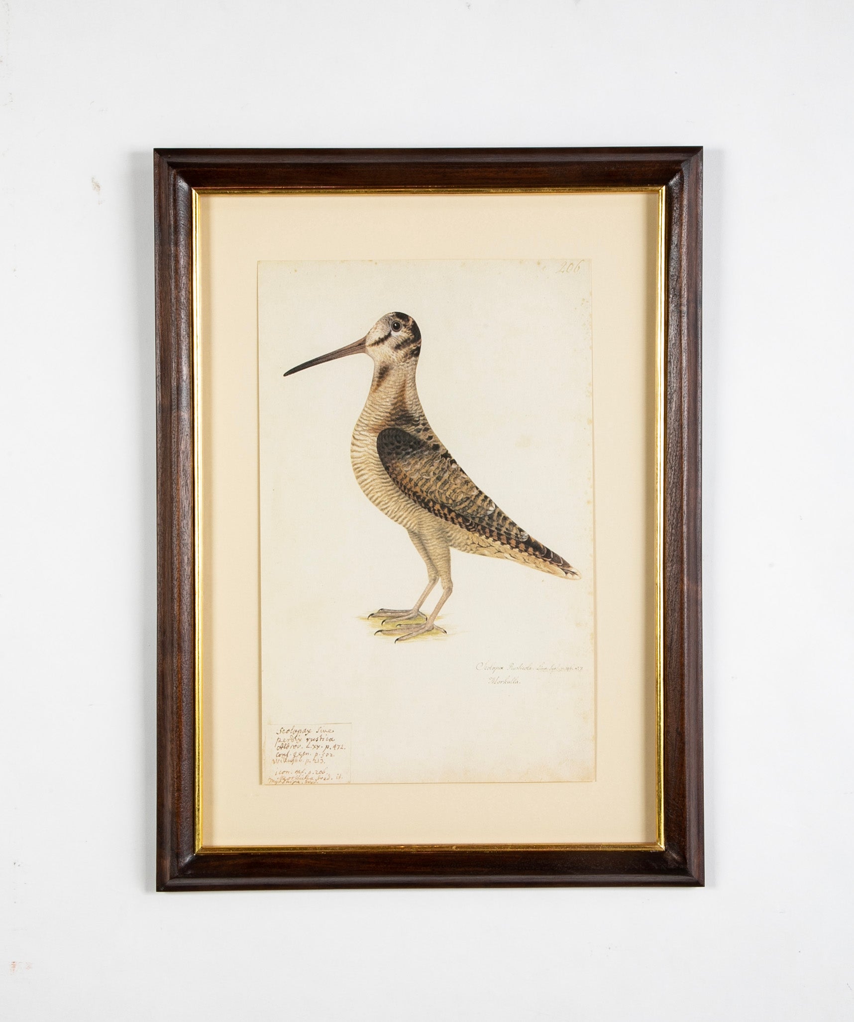 Offset Lithograph from "The Great Bird Book" by Olof Rudbeck The Younger
