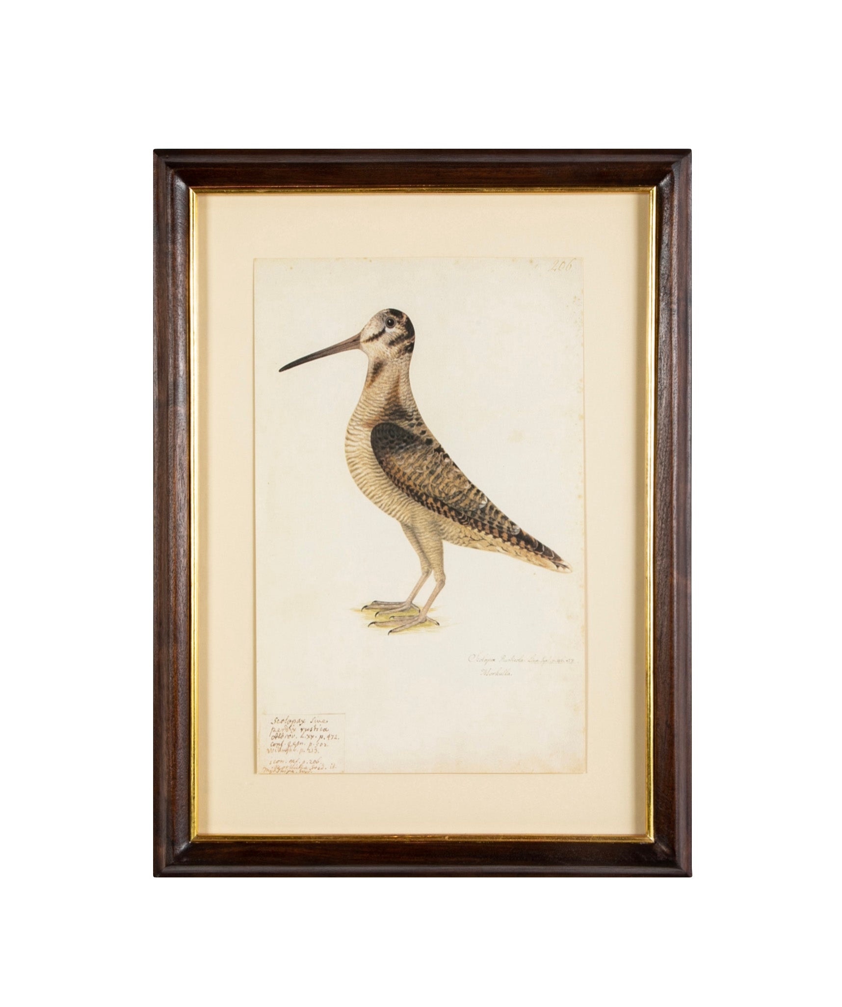 Offset Lithograph from "The Great Bird Book" by Olof Rudbeck The Younger