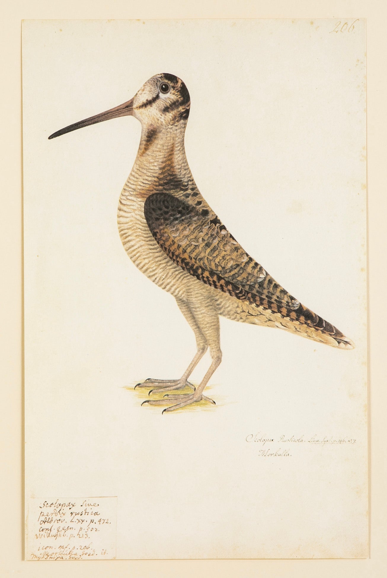 Offset Lithograph from "The Great Bird Book" by Olof Rudbeck The Younger
