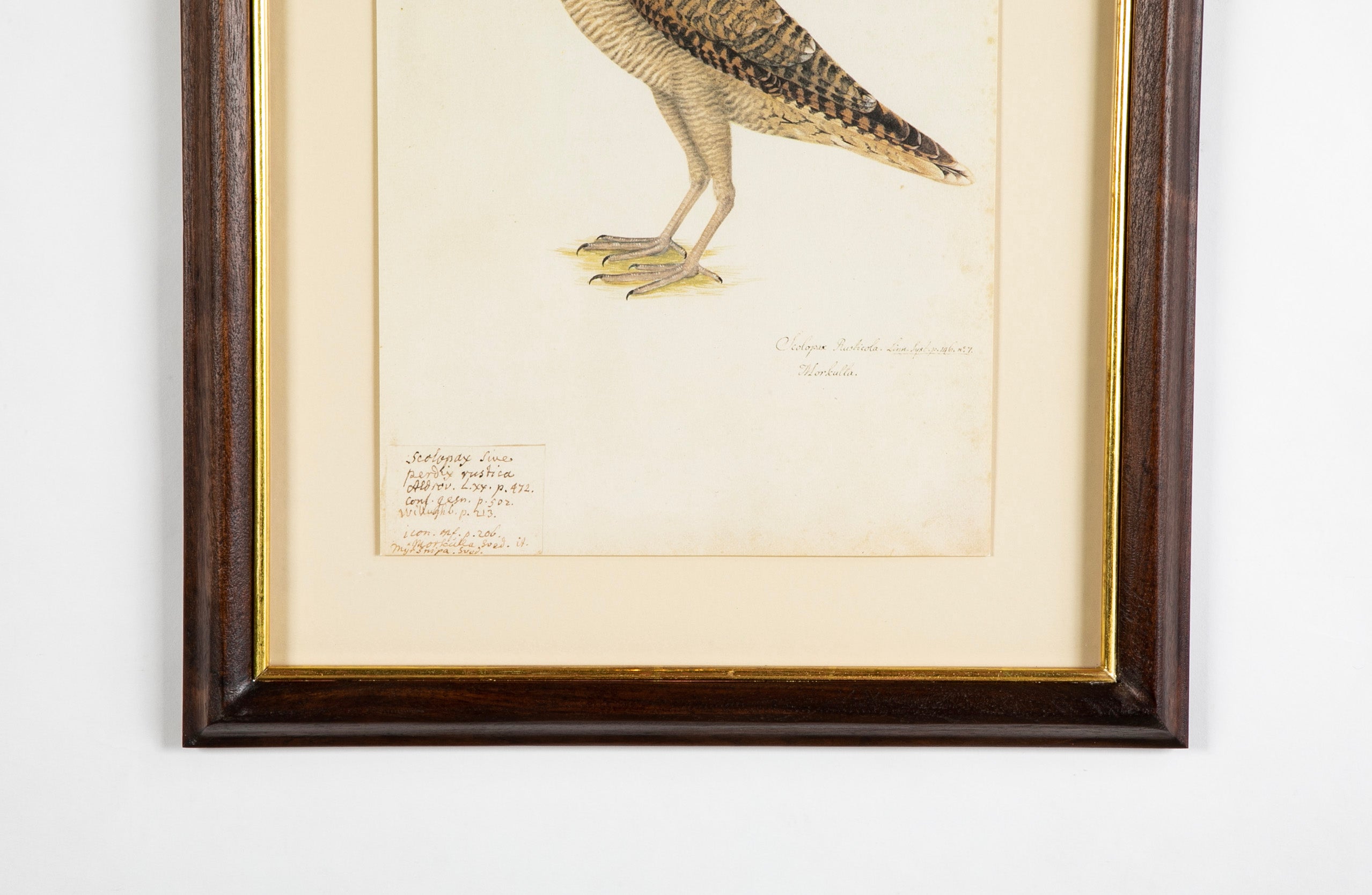 Offset Lithograph from "The Great Bird Book" by Olof Rudbeck The Younger