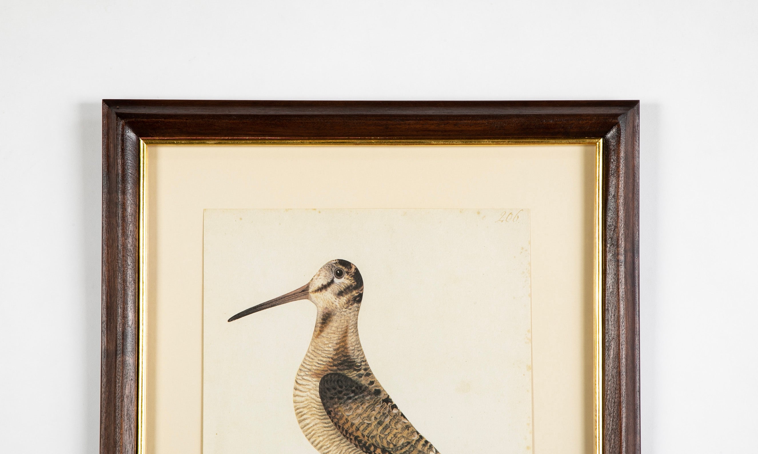 Offset Lithograph from "The Great Bird Book" by Olof Rudbeck The Younger