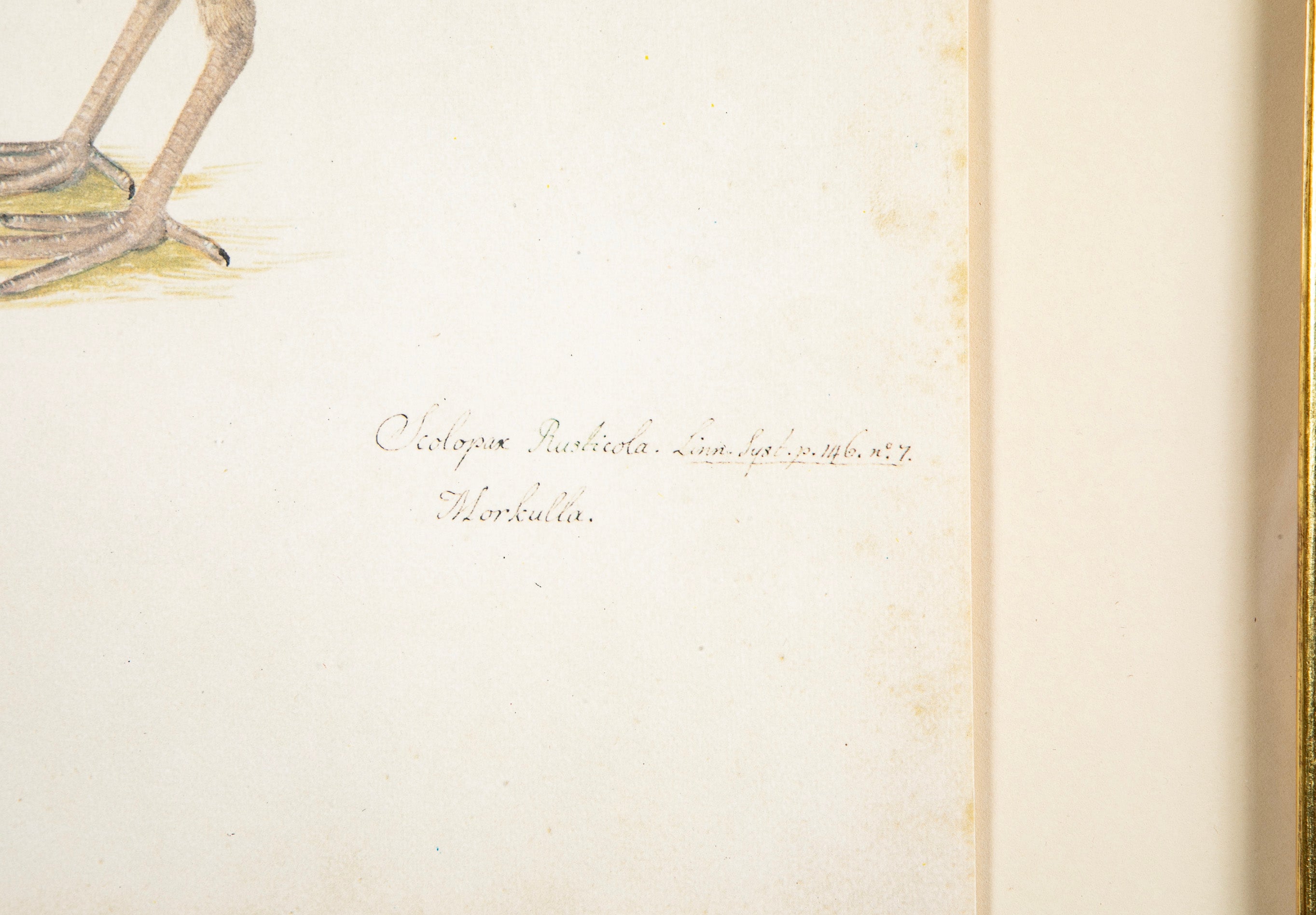 Offset Lithograph from "The Great Bird Book" by Olof Rudbeck The Younger