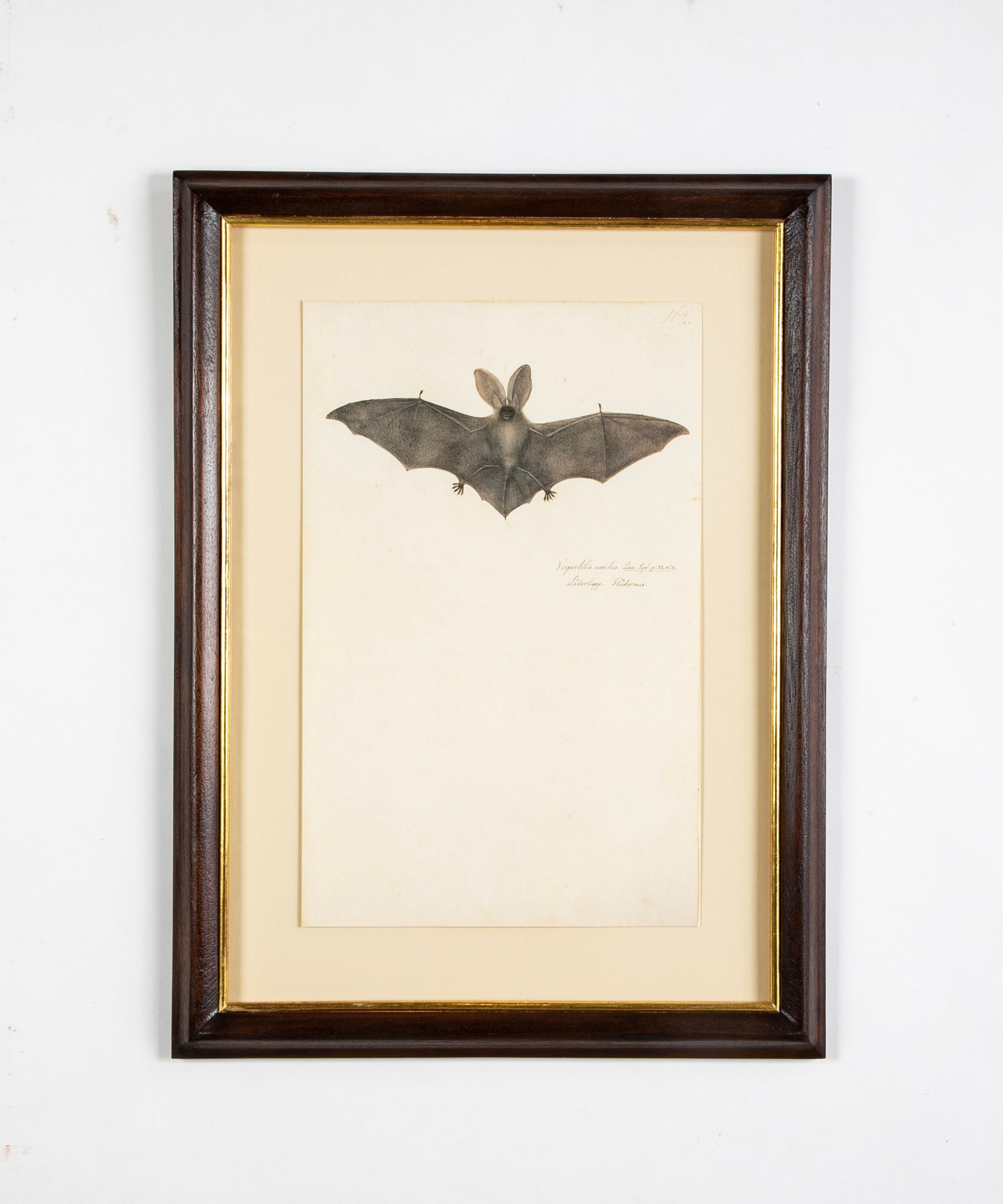 Offset Lithograph from "The Great Bird Book" by Olaf Rudbeck The Younger