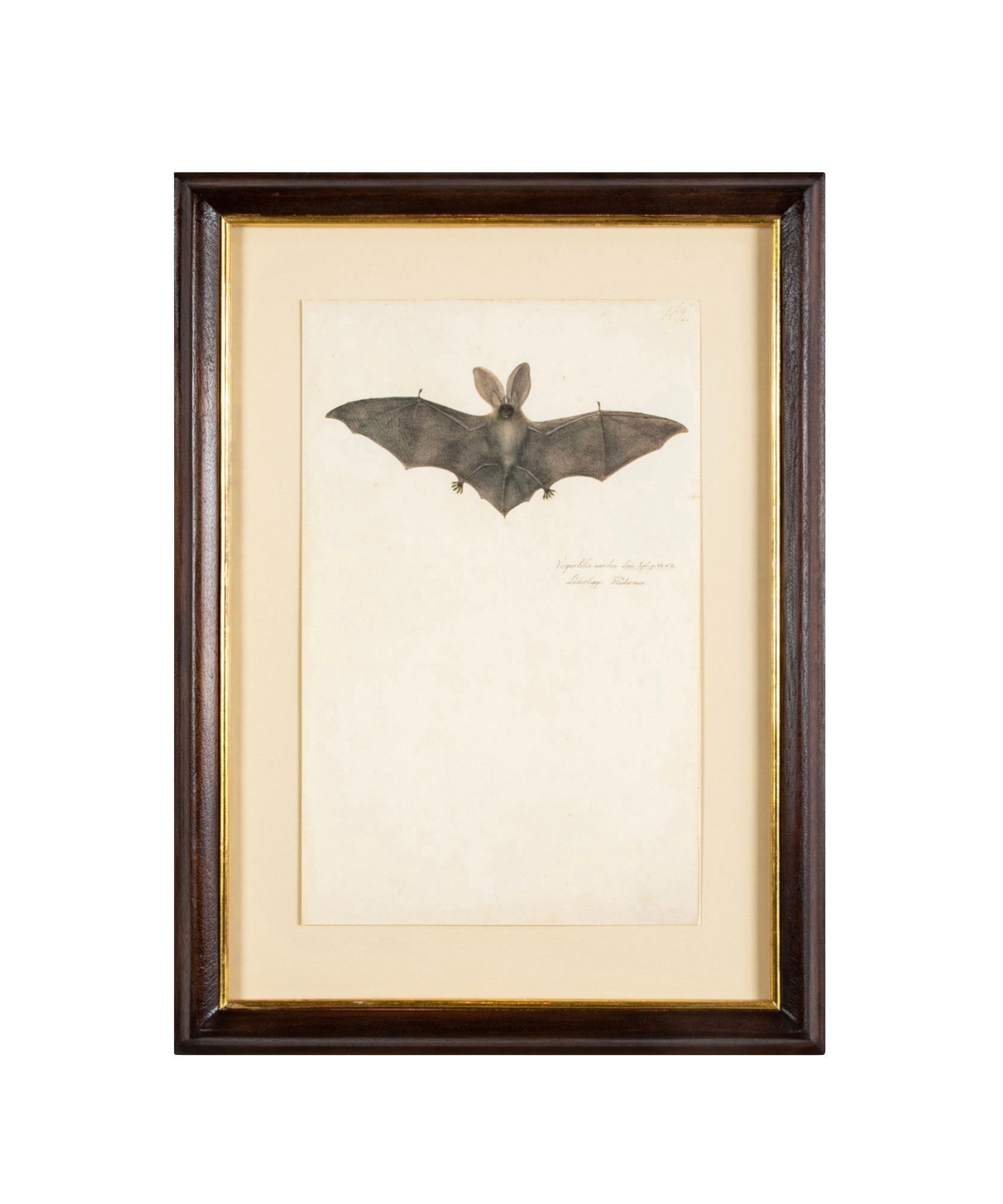 Offset Lithograph from "The Great Bird Book" by Olaf Rudbeck The Younger