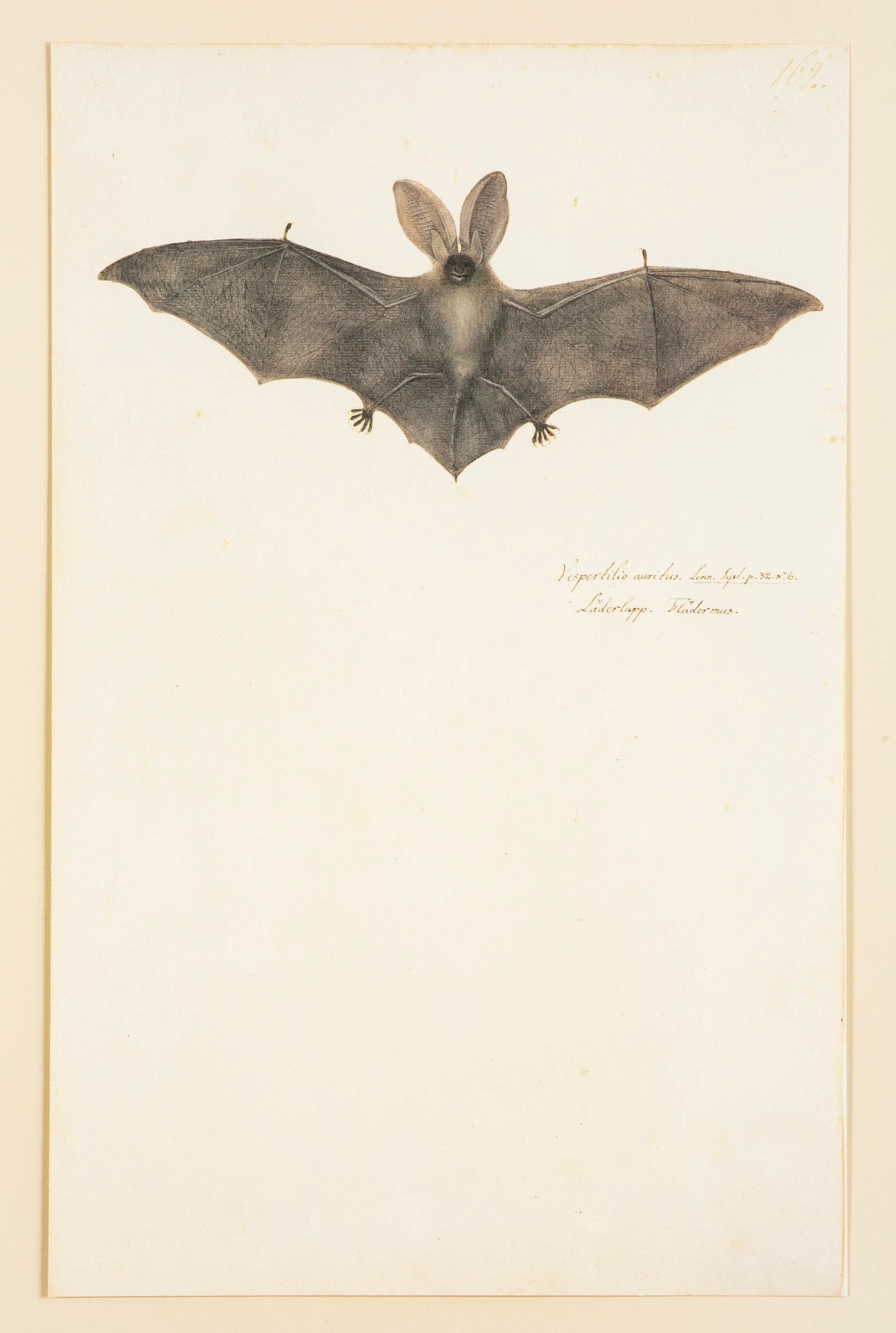 Offset Lithograph from "The Great Bird Book" by Olaf Rudbeck The Younger