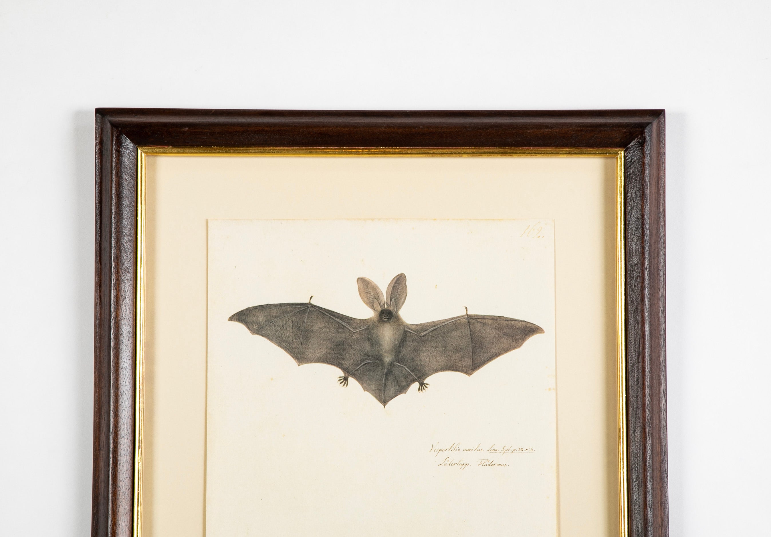 Offset Lithograph from "The Great Bird Book" by Olaf Rudbeck The Younger