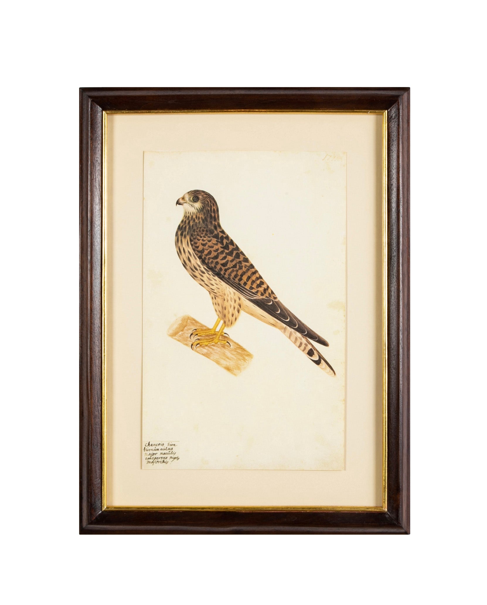 Offset Lithograph from "The Great Bird Book" by Olof Rudbeck The Younger