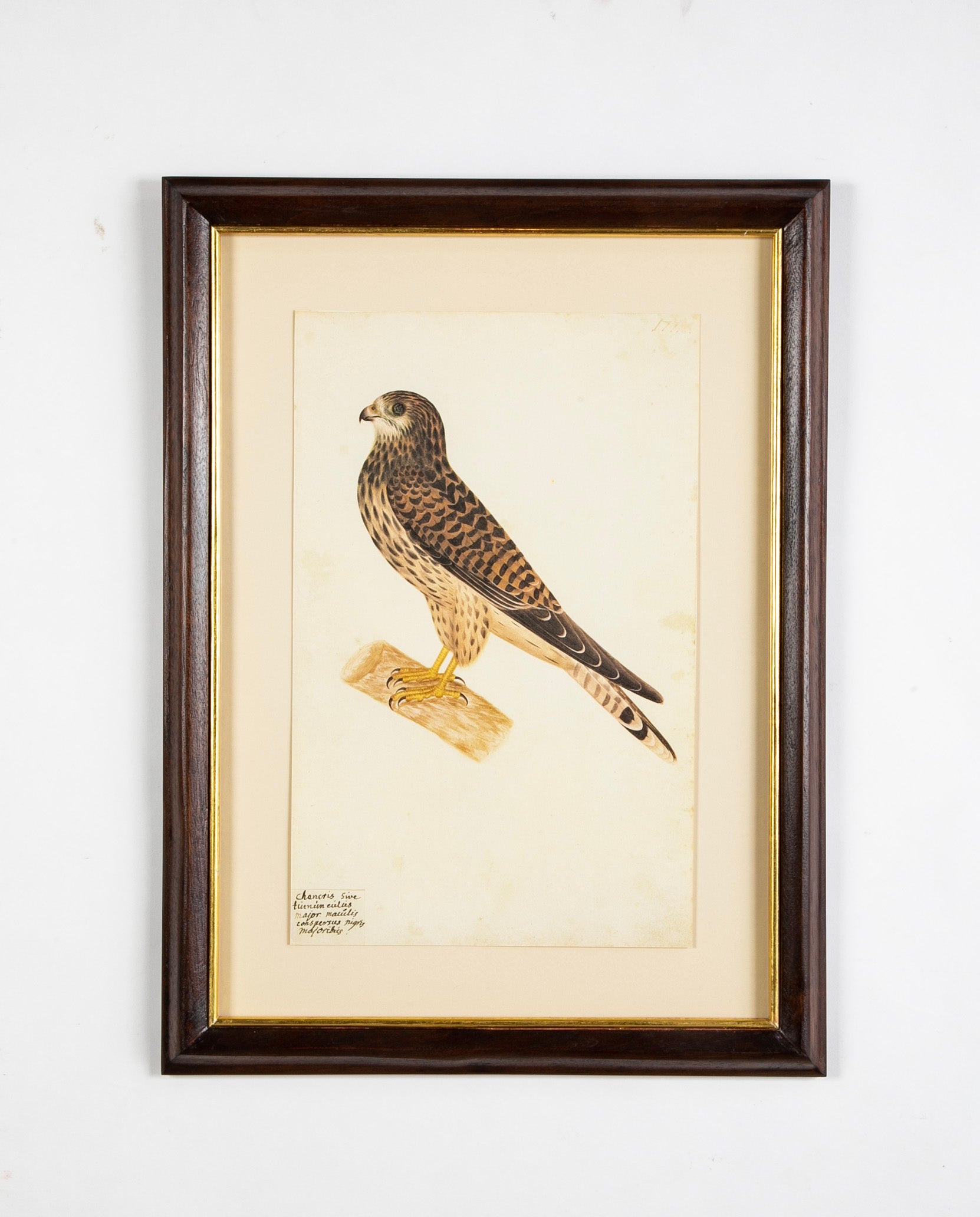Offset Lithograph from "The Great Bird Book" by Olof Rudbeck The Younger