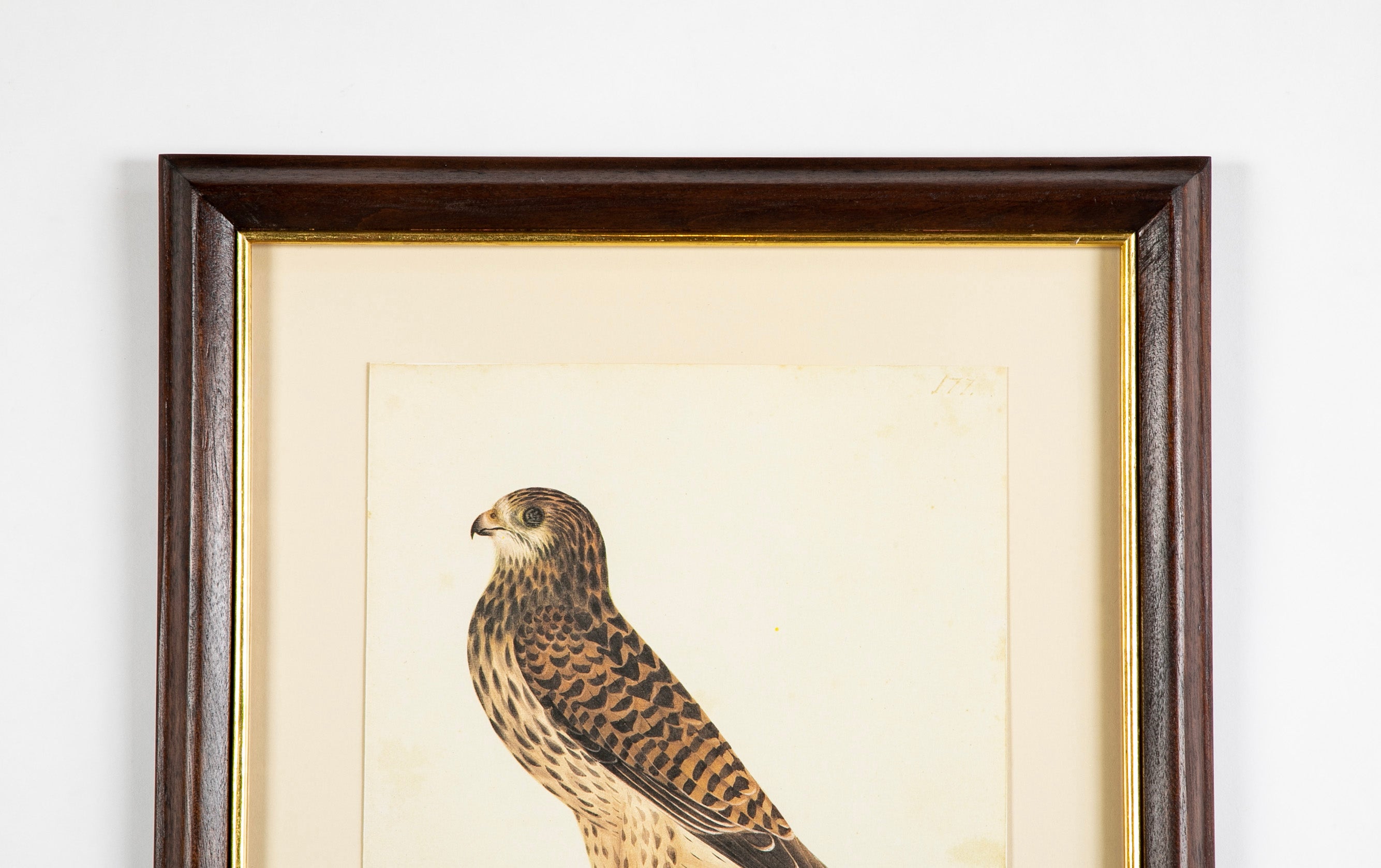 Offset Lithograph from "The Great Bird Book" by Olof Rudbeck The Younger