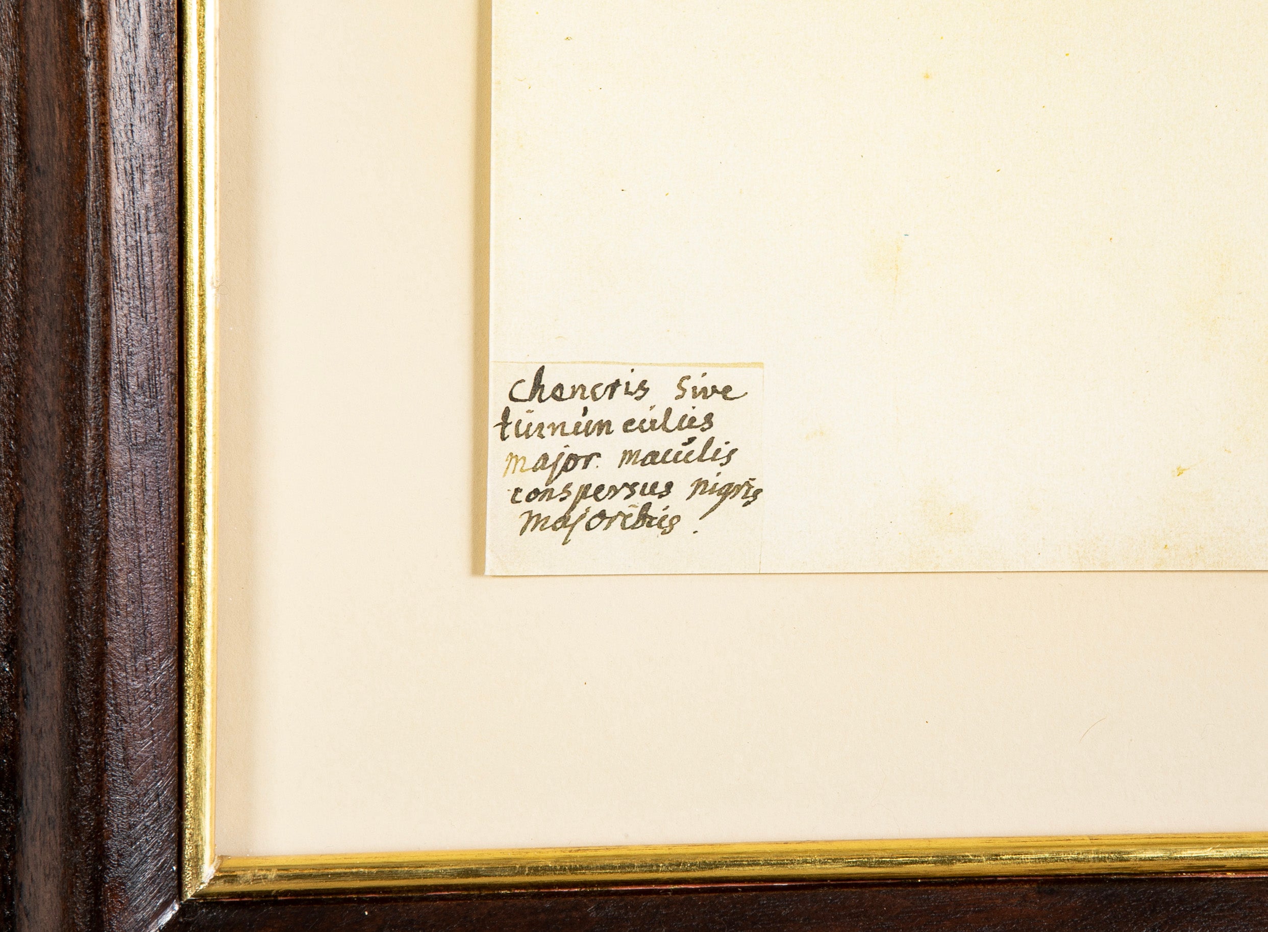 Offset Lithograph from "The Great Bird Book" by Olof Rudbeck The Younger
