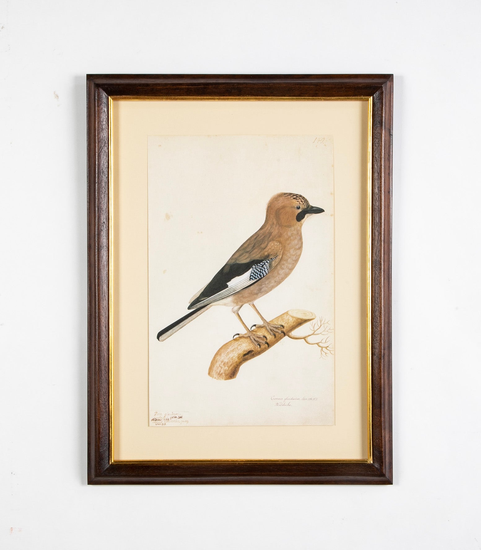 Offset Lithograph from "The Great Bird Book" by Olof Rudbeck The Younger