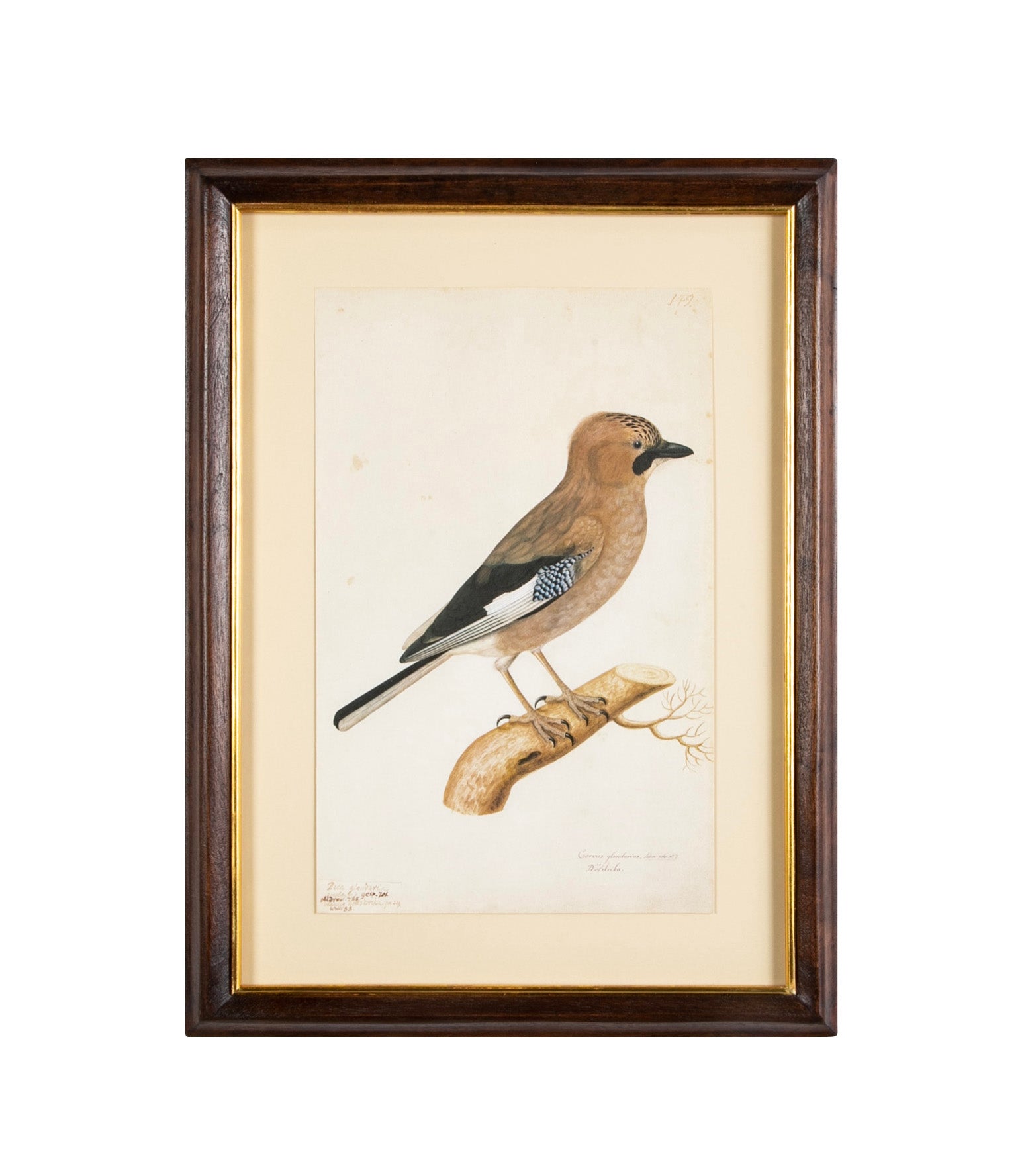 Offset Lithograph from "The Great Bird Book" by Olof Rudbeck The Younger