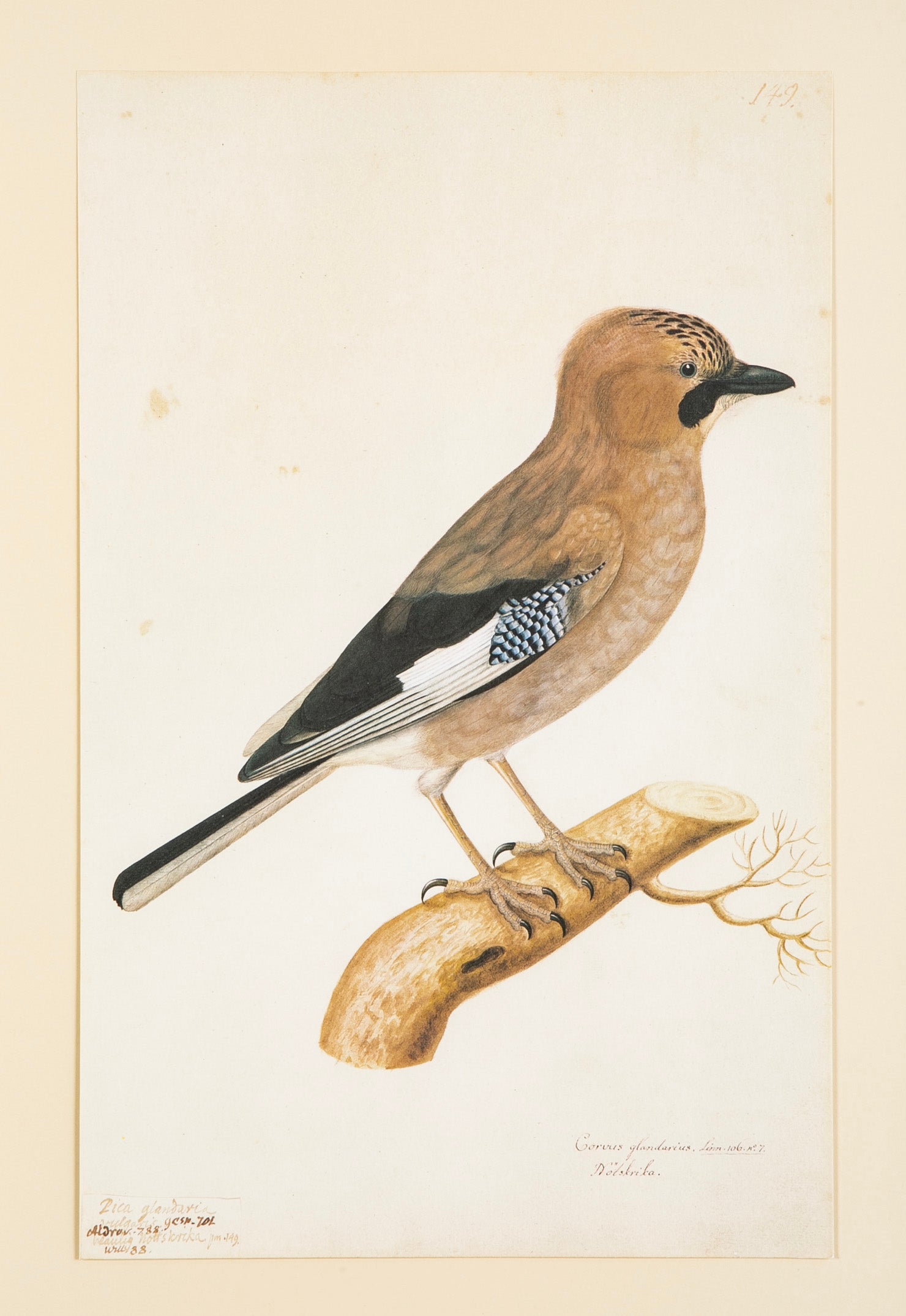 Offset Lithograph from "The Great Bird Book" by Olof Rudbeck The Younger