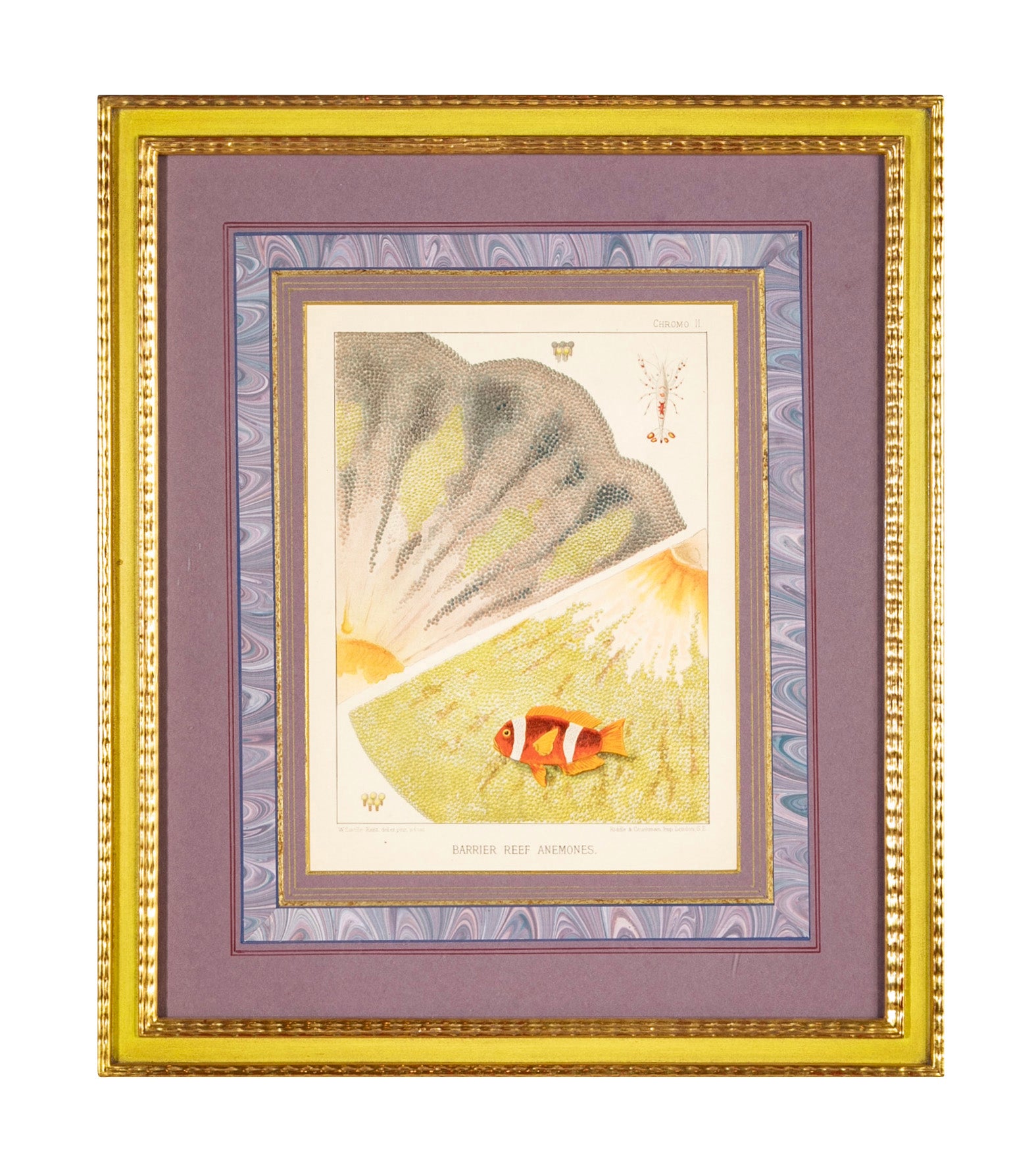 Set of 5 Chromolithographs of The Great Barrier Reef by W. Saville-Kent