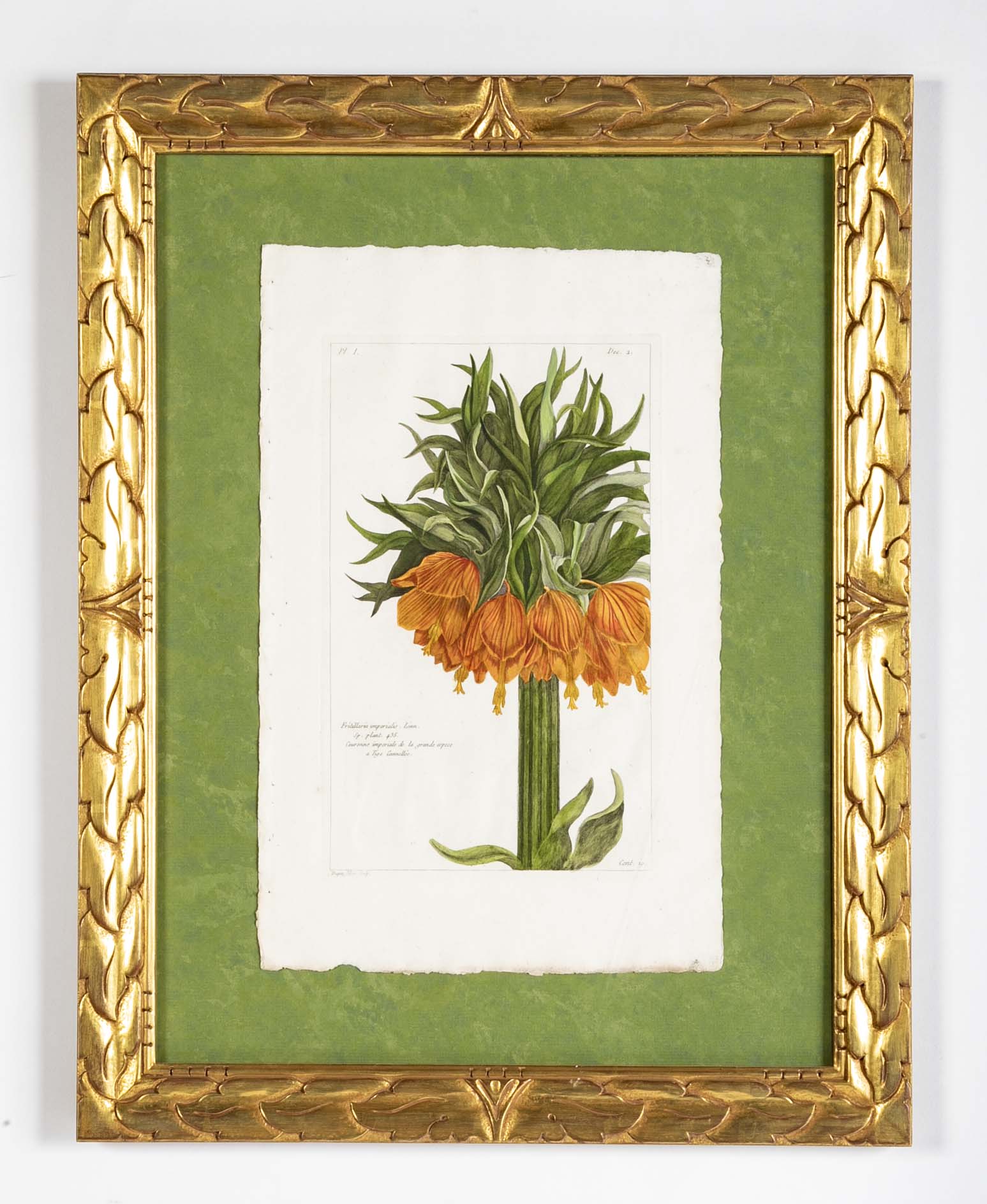 Pierre Joseph Buchoz Original Hand Colored Engraving of Fritillaria Imperialis