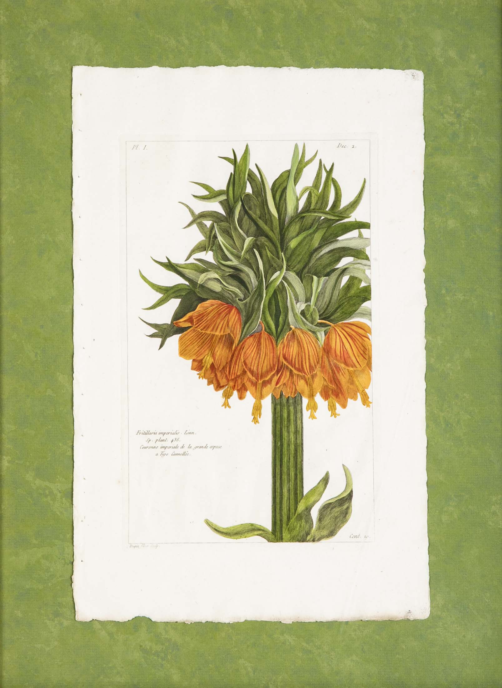 Pierre Joseph Buchoz Original Hand Colored Engraving of Fritillaria Imperialis