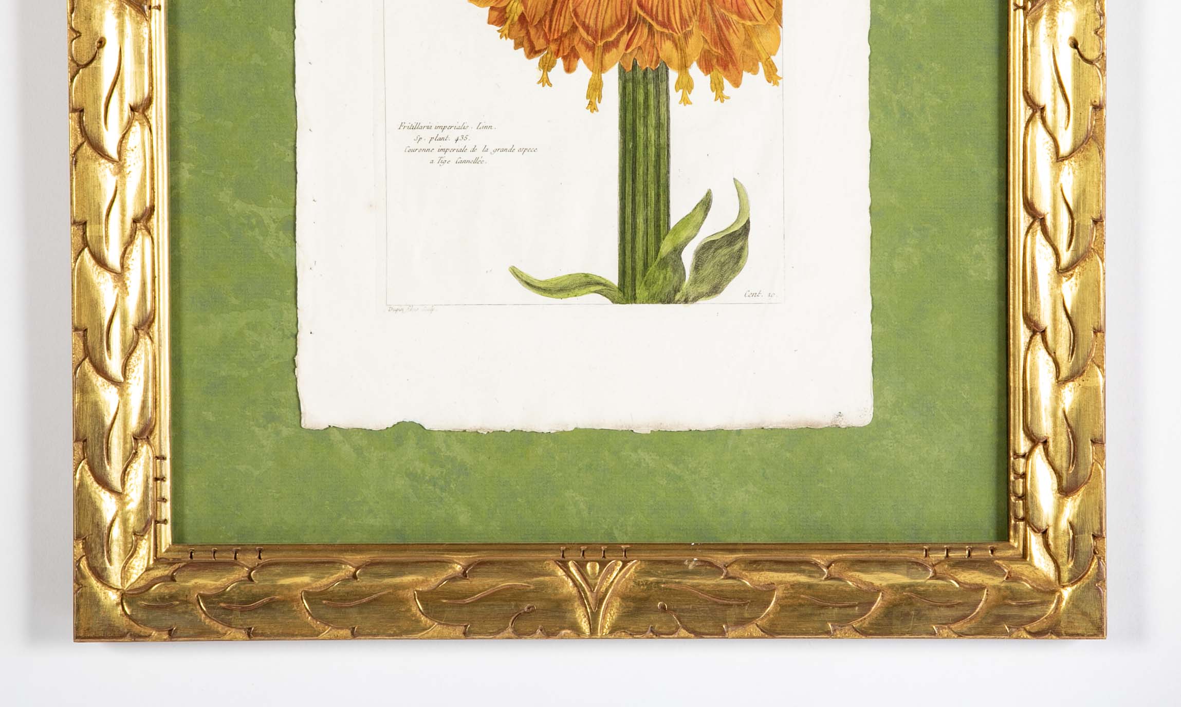 Pierre Joseph Buchoz Original Hand Colored Engraving of Fritillaria Imperialis