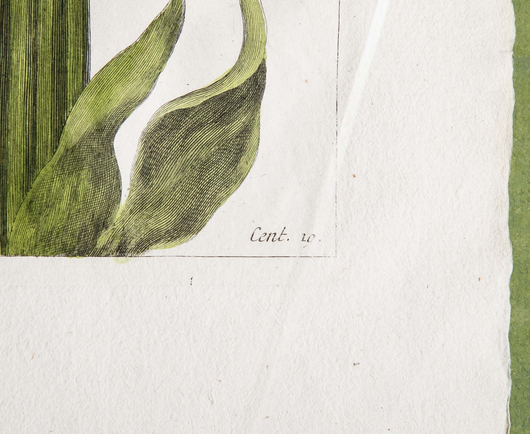 Pierre Joseph Buchoz Original Hand Colored Engraving of Fritillaria Imperialis