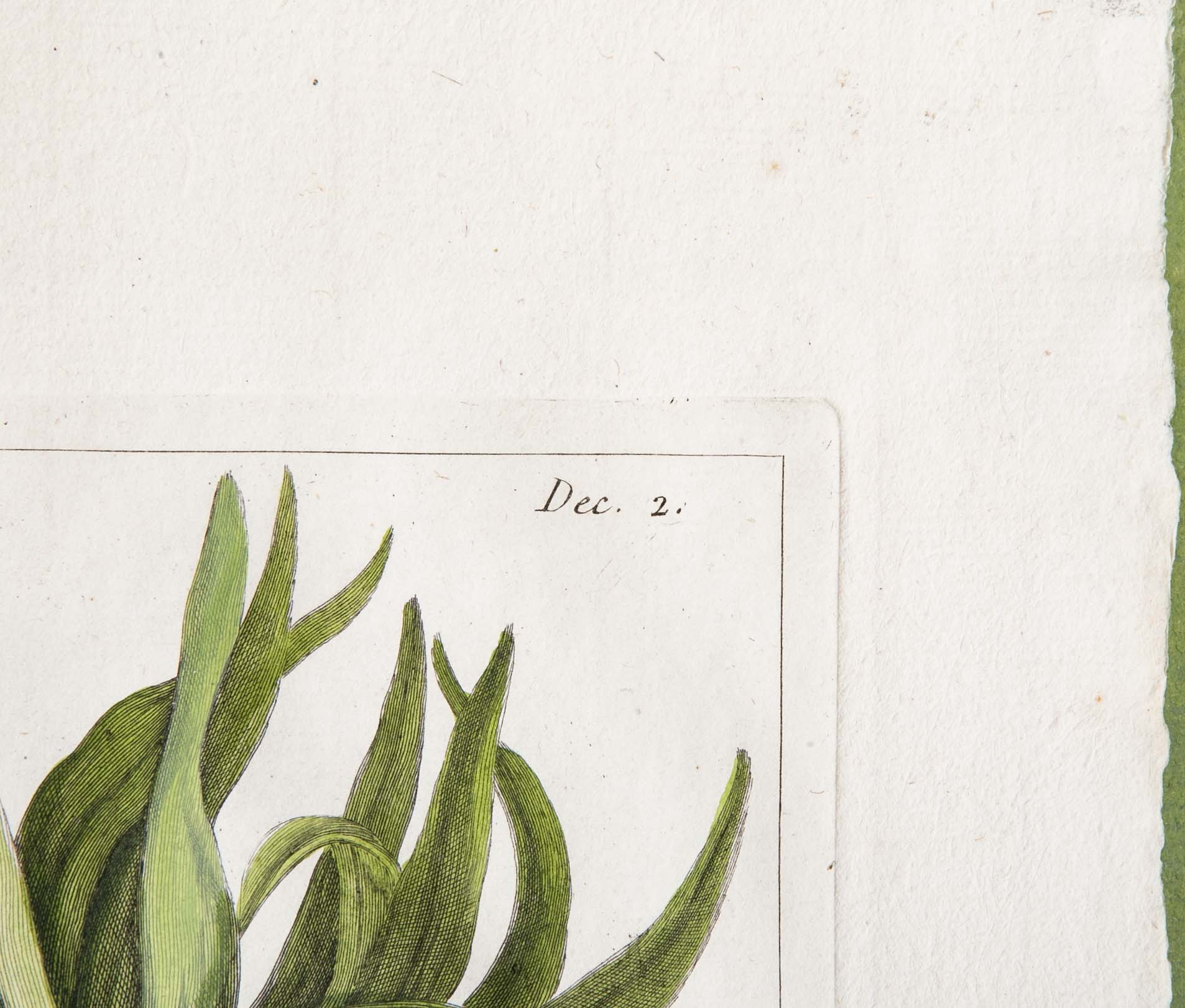 Pierre Joseph Buchoz Original Hand Colored Engraving of Fritillaria Imperialis