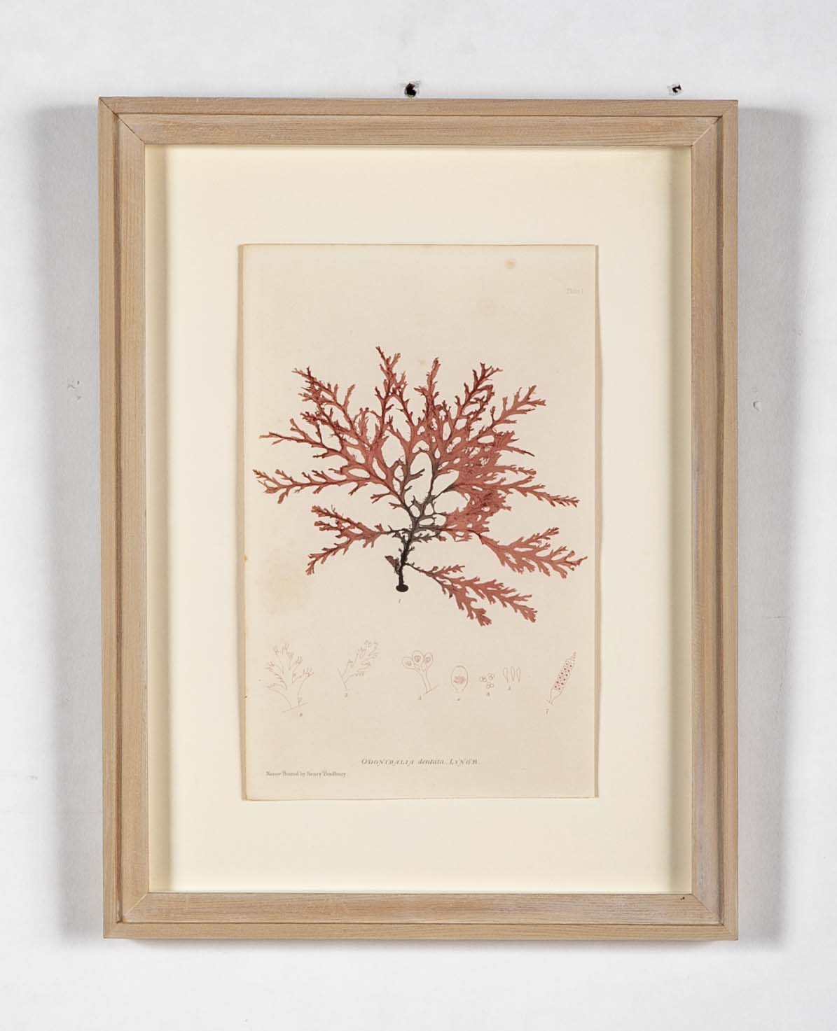 "Nature" 8 Prints of Sea Flora by Henry Bradbury - Priced Individually