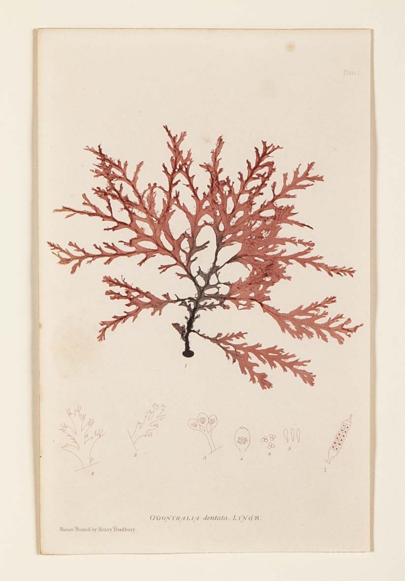 "Nature" 8 Prints of Sea Flora by Henry Bradbury - Priced Individually