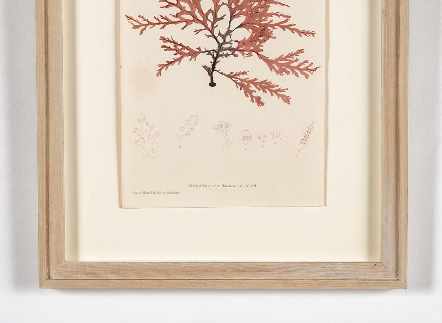 "Nature" 8 Prints of Sea Flora by Henry Bradbury - Priced Individually