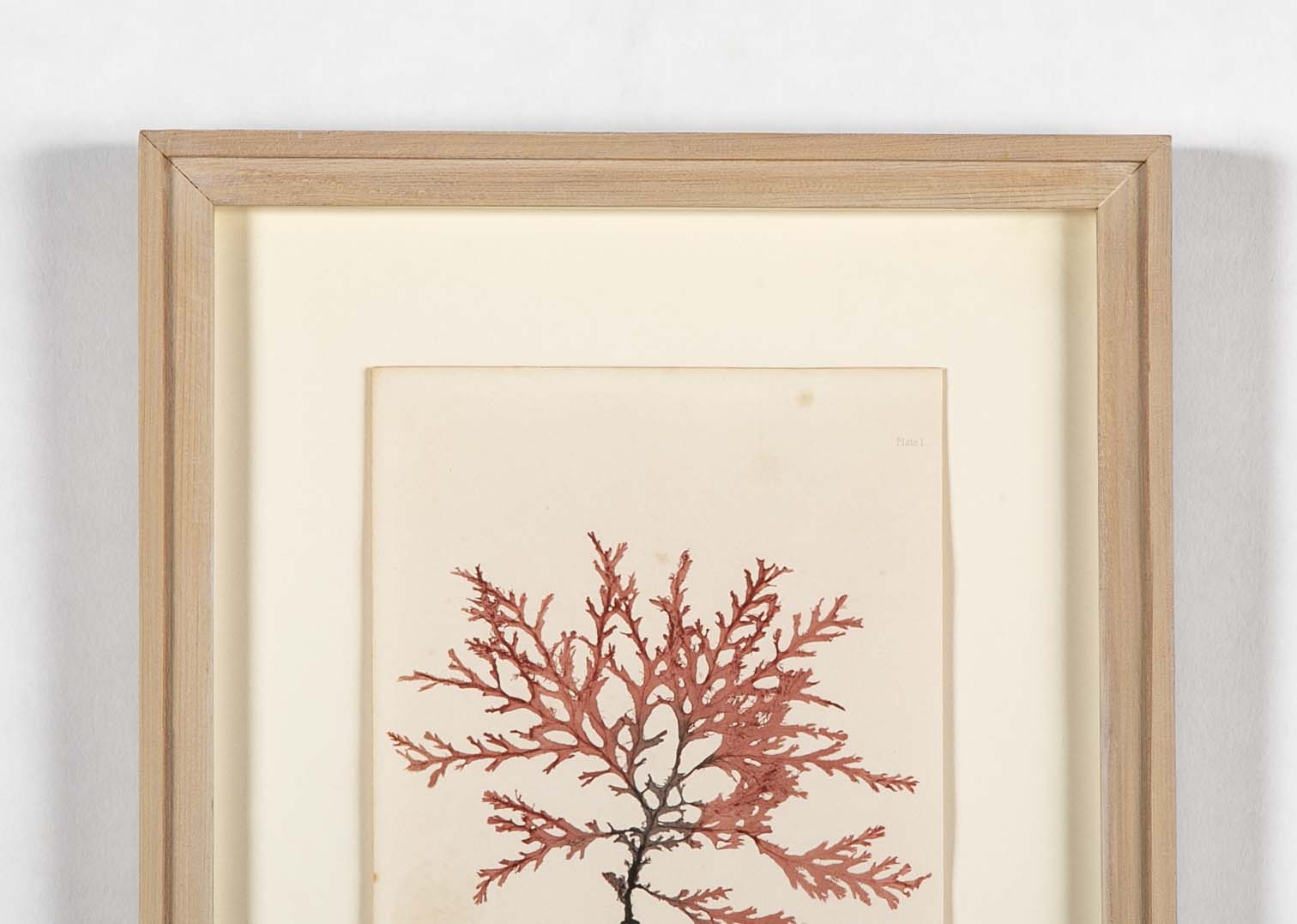 "Nature" 8 Prints of Sea Flora by Henry Bradbury - Priced Individually