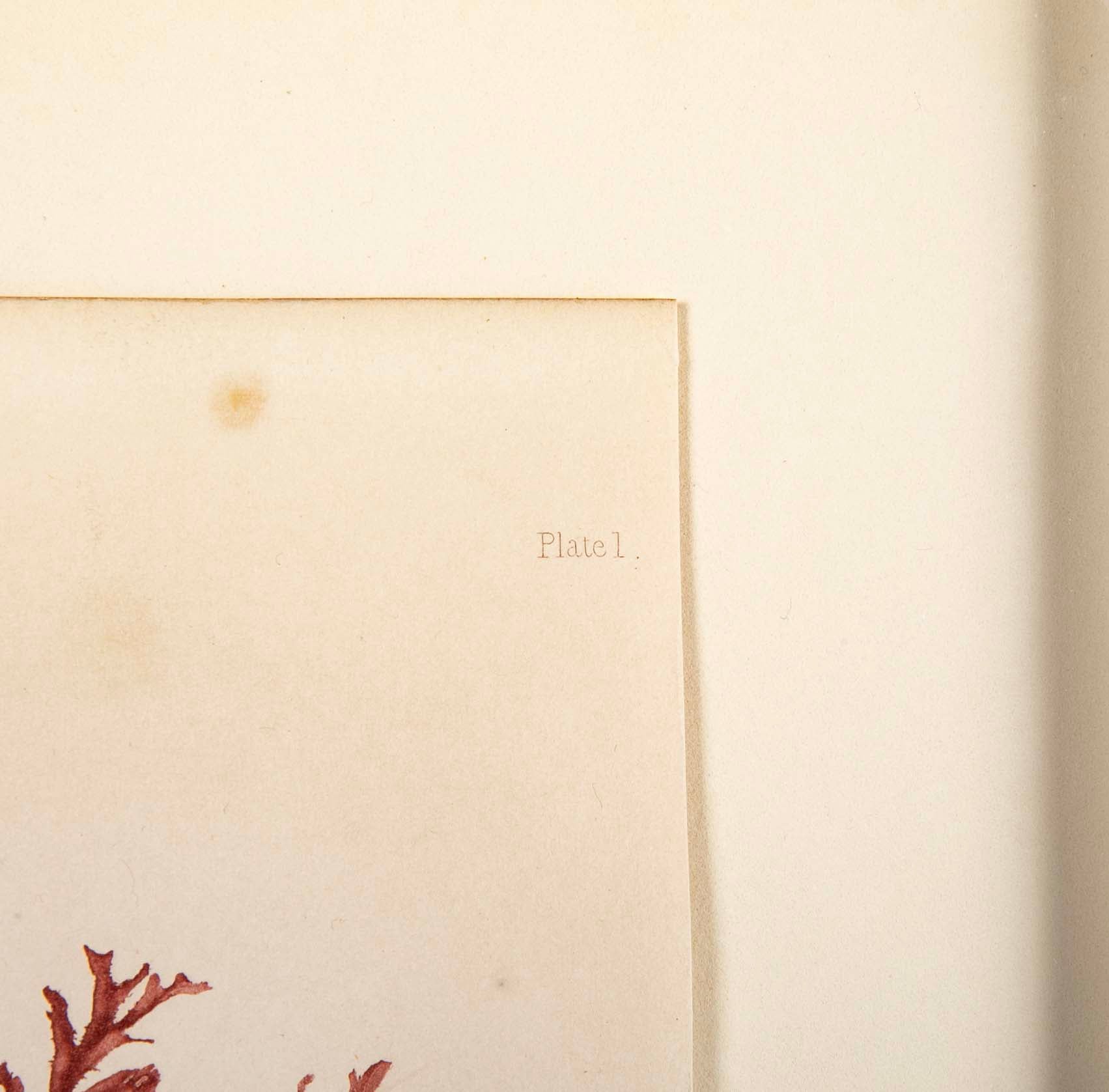 "Nature" 8 Prints of Sea Flora by Henry Bradbury - Priced Individually