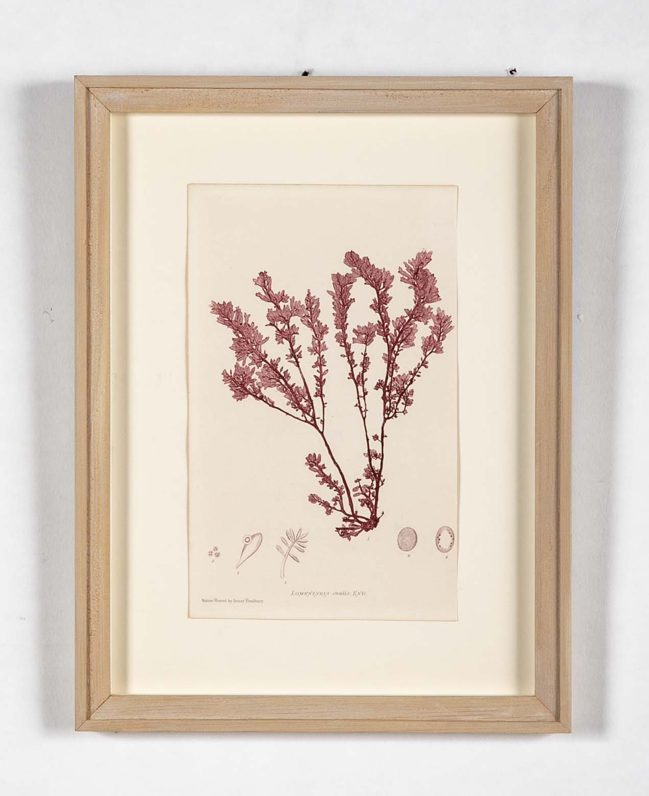 "Nature" 8 Prints of Sea Flora by Henry Bradbury - Priced Individually