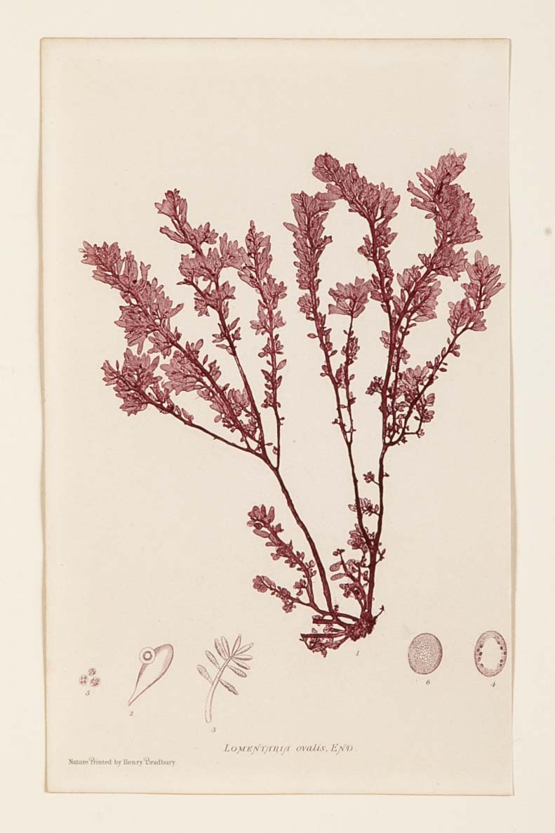"Nature" 8 Prints of Sea Flora by Henry Bradbury - Priced Individually