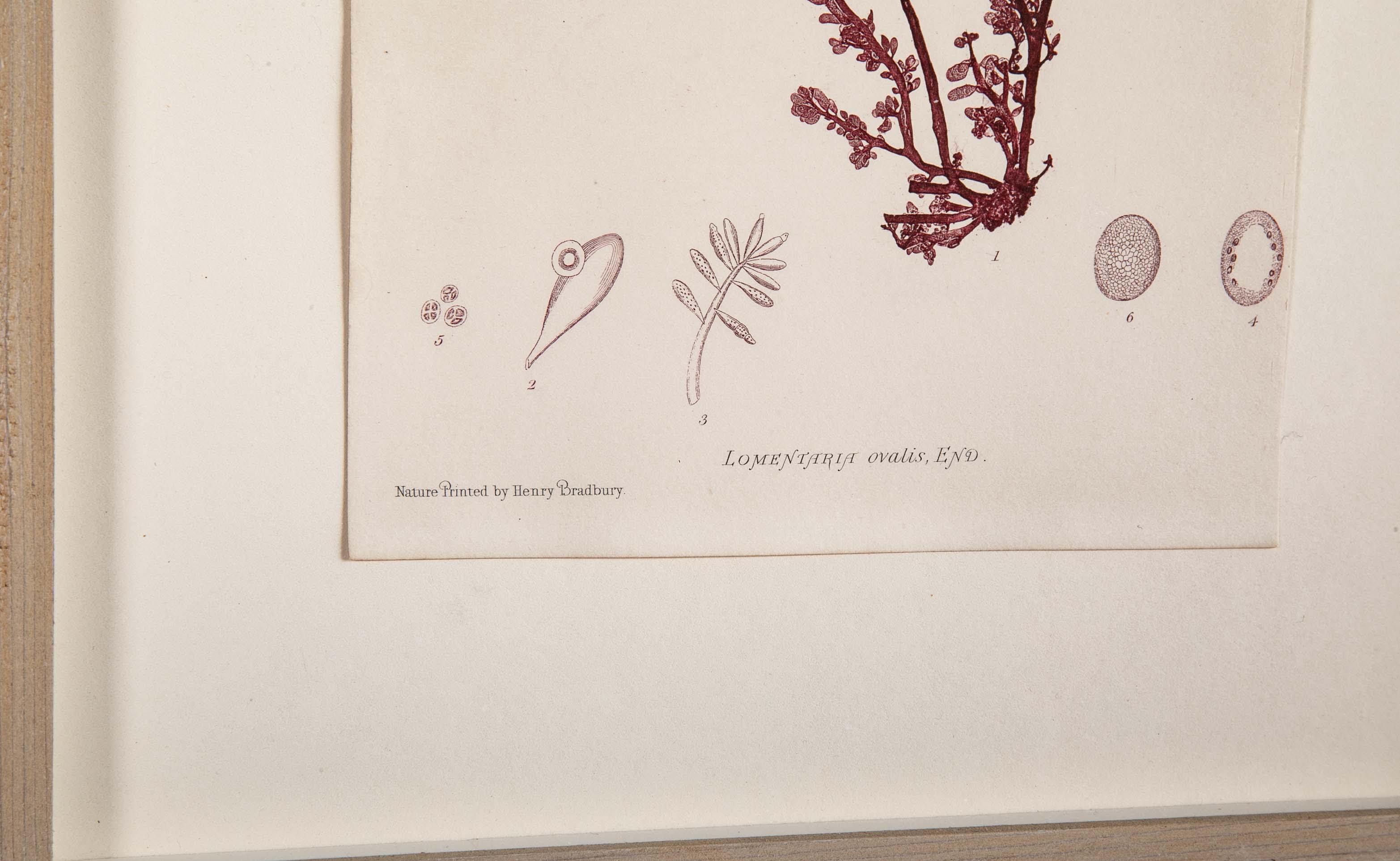 "Nature" 8 Prints of Sea Flora by Henry Bradbury - Priced Individually