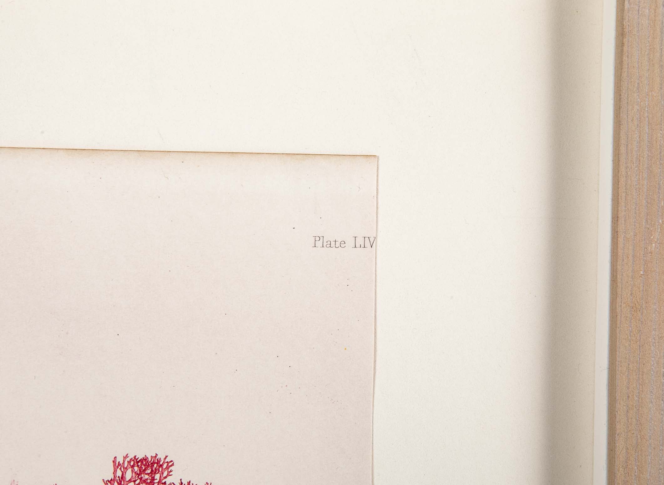 "Nature" 8 Prints of Sea Flora by Henry Bradbury - Priced Individually