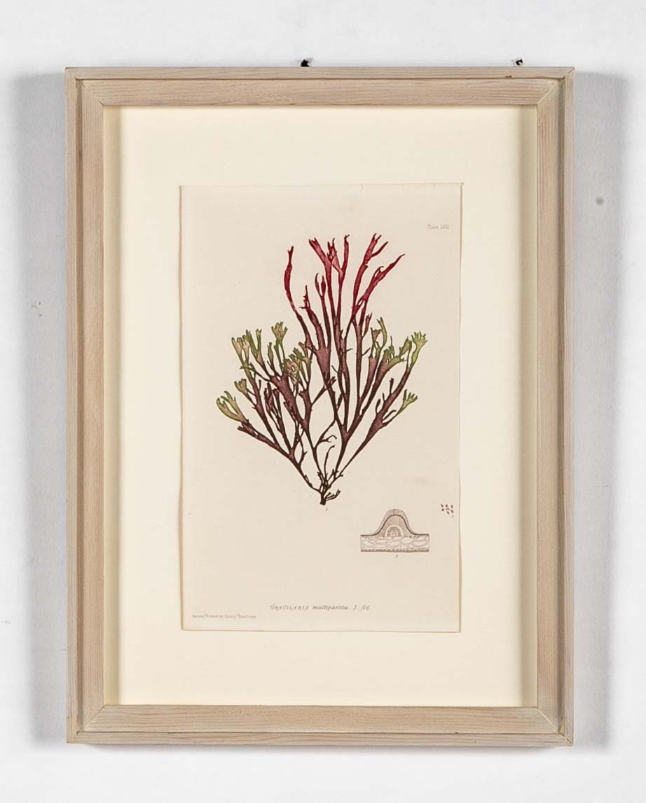 "Nature" 8 Prints of Sea Flora by Henry Bradbury - Priced Individually