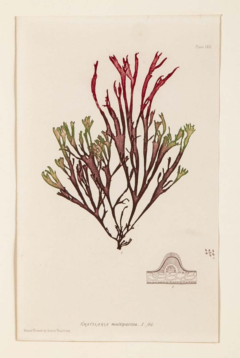 "Nature" 8 Prints of Sea Flora by Henry Bradbury - Priced Individually