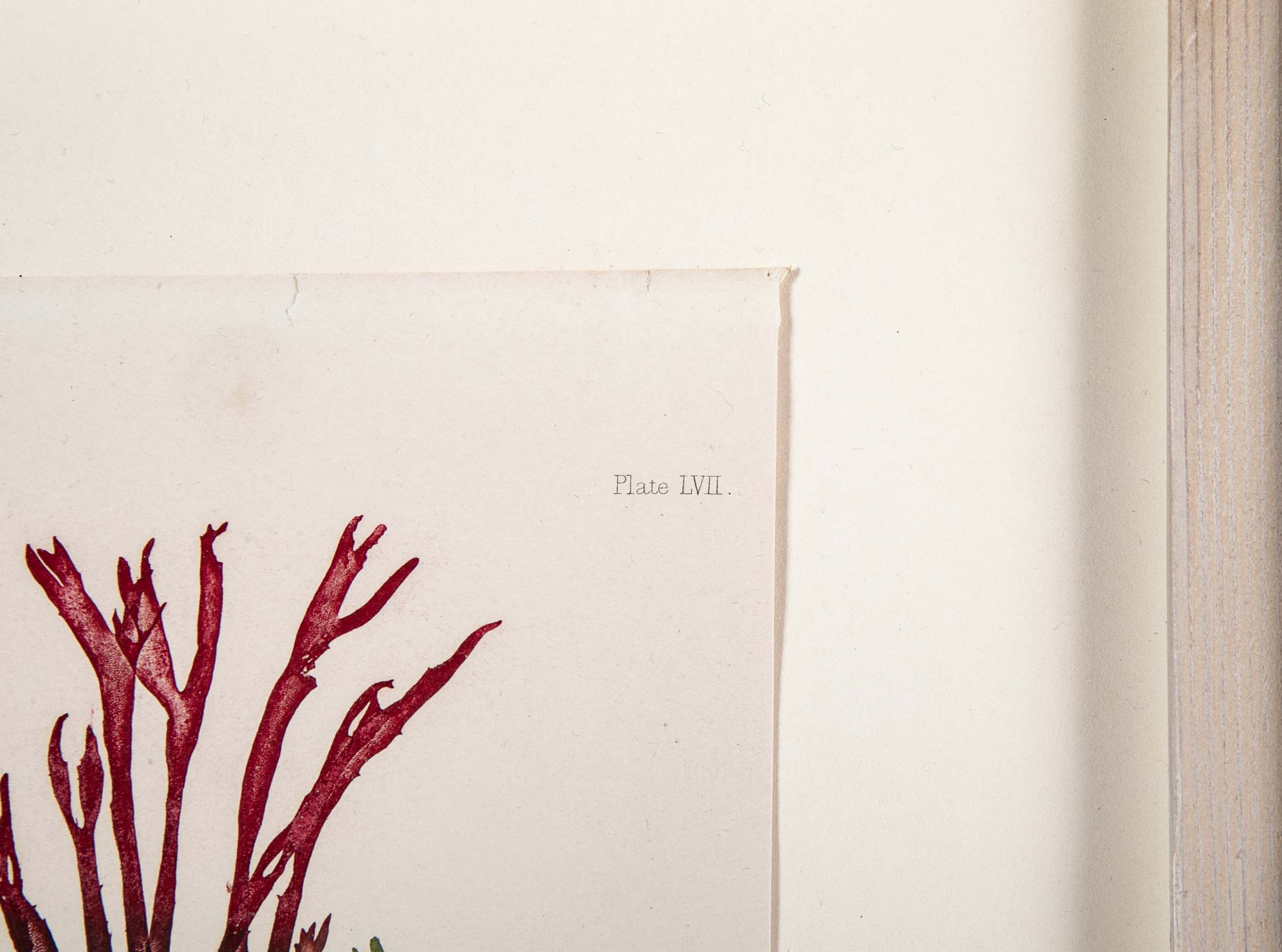 "Nature" 8 Prints of Sea Flora by Henry Bradbury - Priced Individually