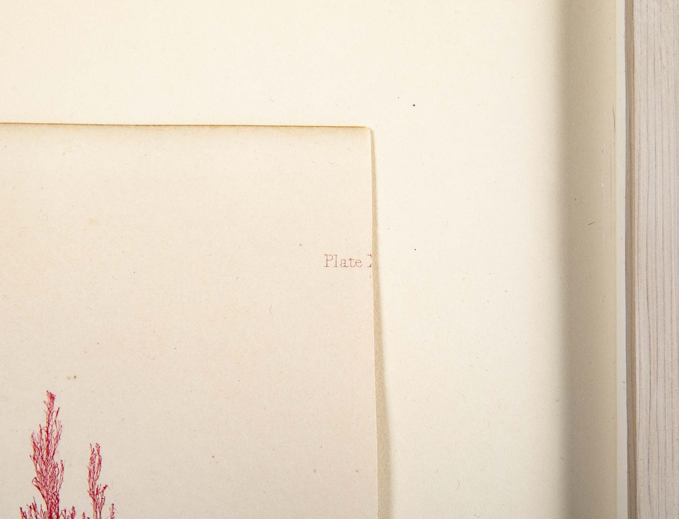 "Nature" 8 Prints of Sea Flora by Henry Bradbury - Priced Individually