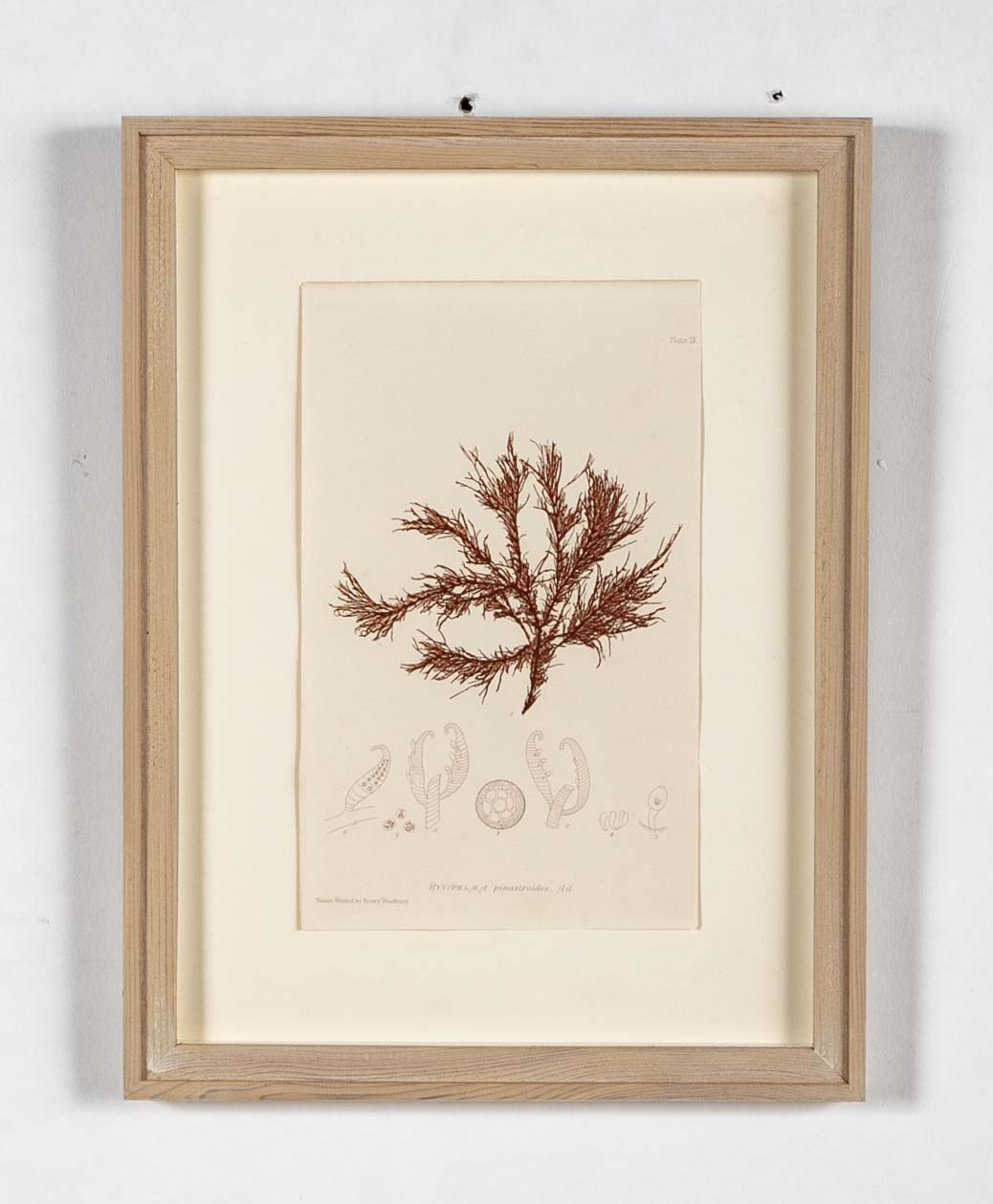 "Nature" 8 Prints of Sea Flora by Henry Bradbury - Priced Individually