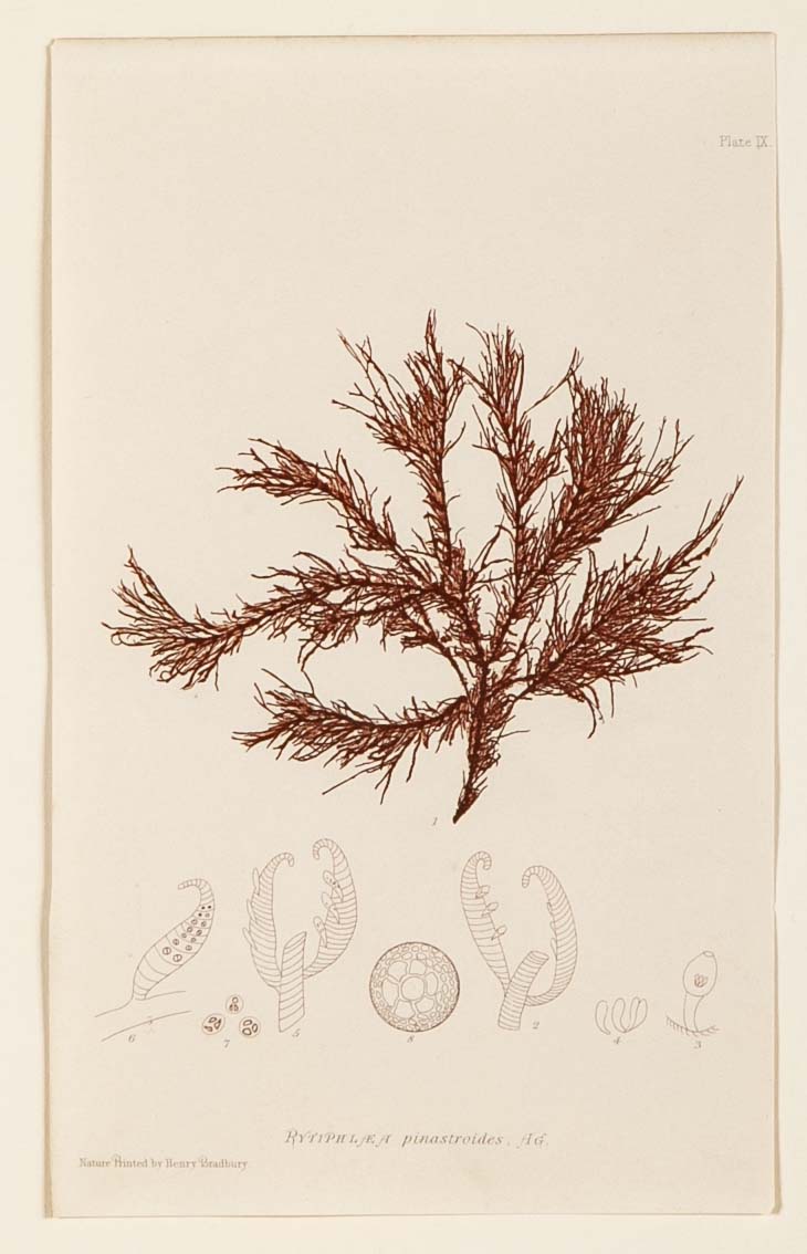 "Nature" 8 Prints of Sea Flora by Henry Bradbury - Priced Individually